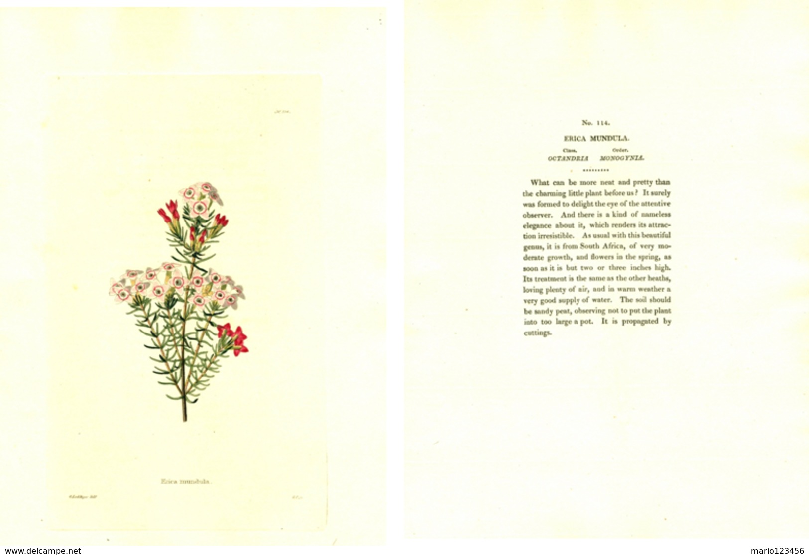 GEORGE COOKE, BOTANICAL CABINET, VOL. 2, TAVOLA 114, 1827, ERICA MUNDULA Original Hand-Colored Lithograph - 1800-1849