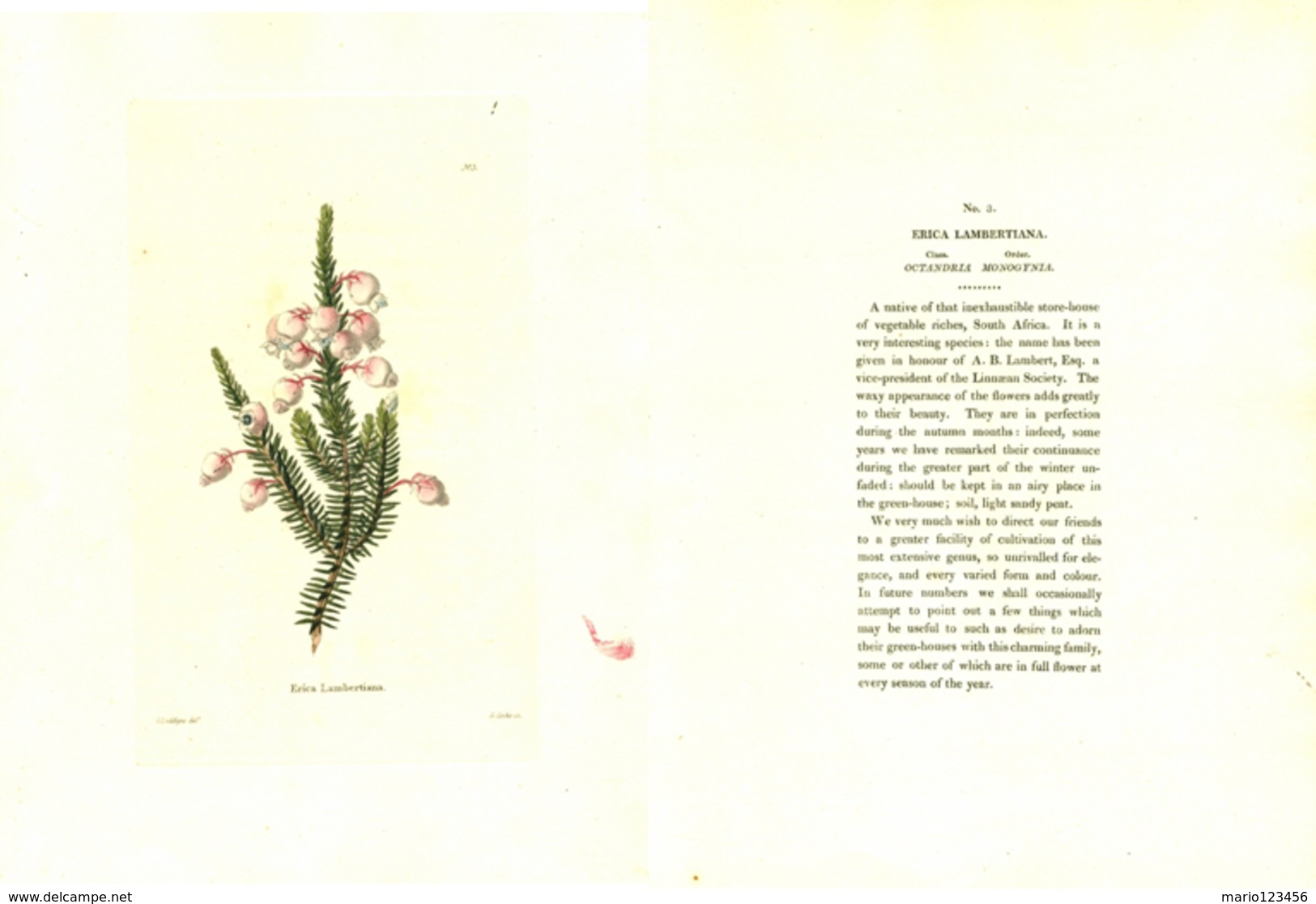 GEORGE COOKE, BOTANICAL CABINET, VOL. 1, TAVOLA 3, 1817, ERICA LAMBERTIANA - 1800-1849