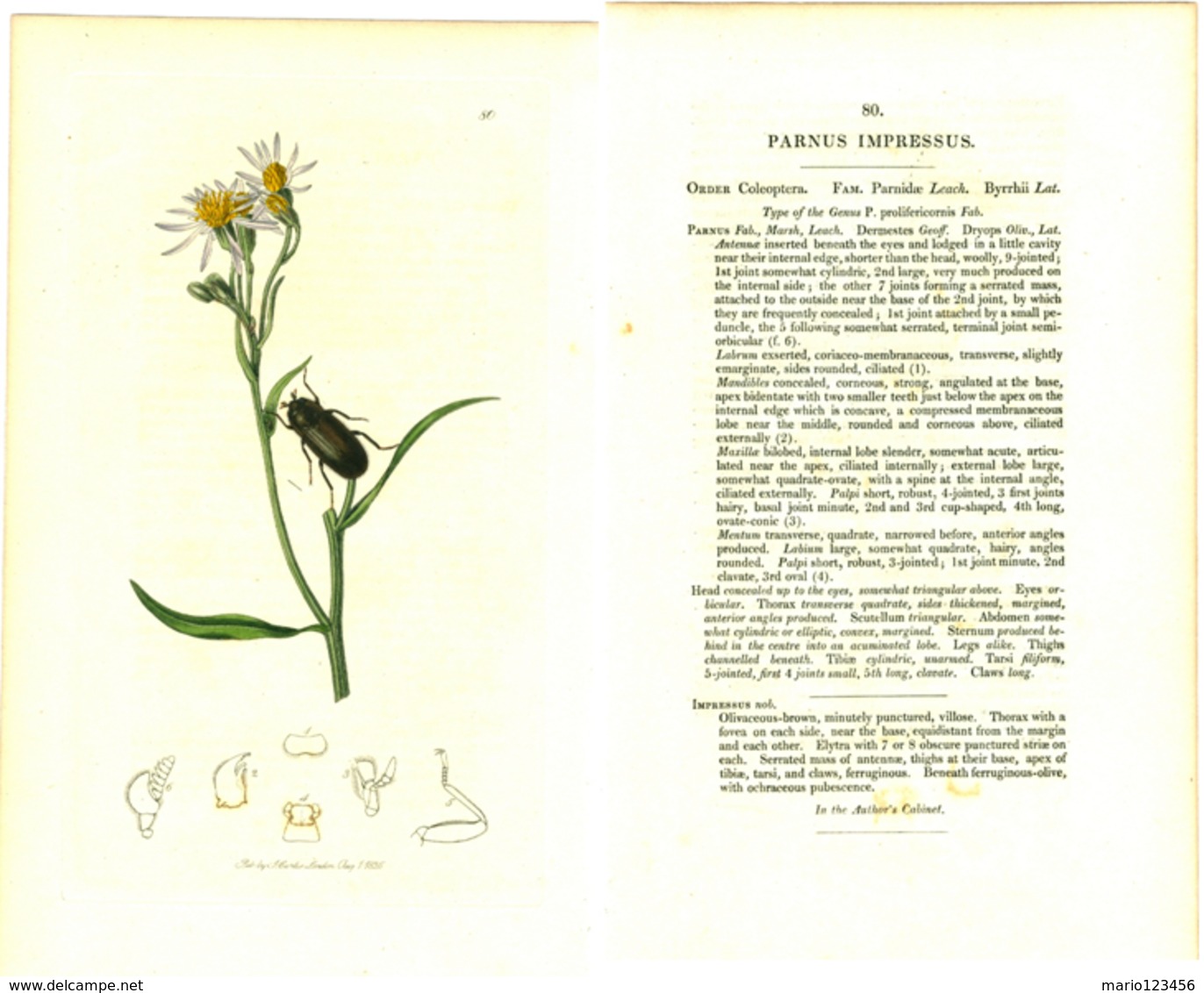 JOHN CURTIS, BRITISH ENTOMOLOGY, TAVOLA 80, 1825, PARNUS IMPRESSUS Original Hand-Colored Lithograph - 1800-1849