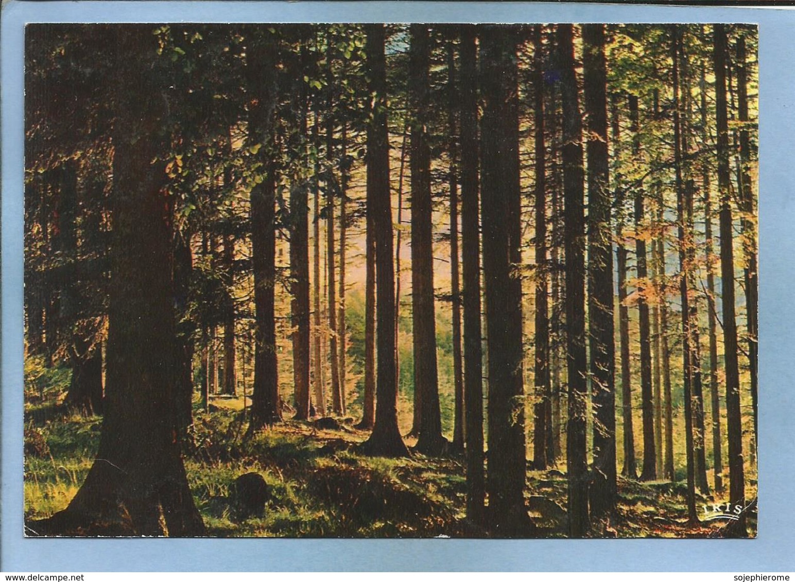 Paysage De L'Est Sous-bois 2 Scans Carte écrite De Bulgnéville (88) 18-09-1980 - Bulgneville