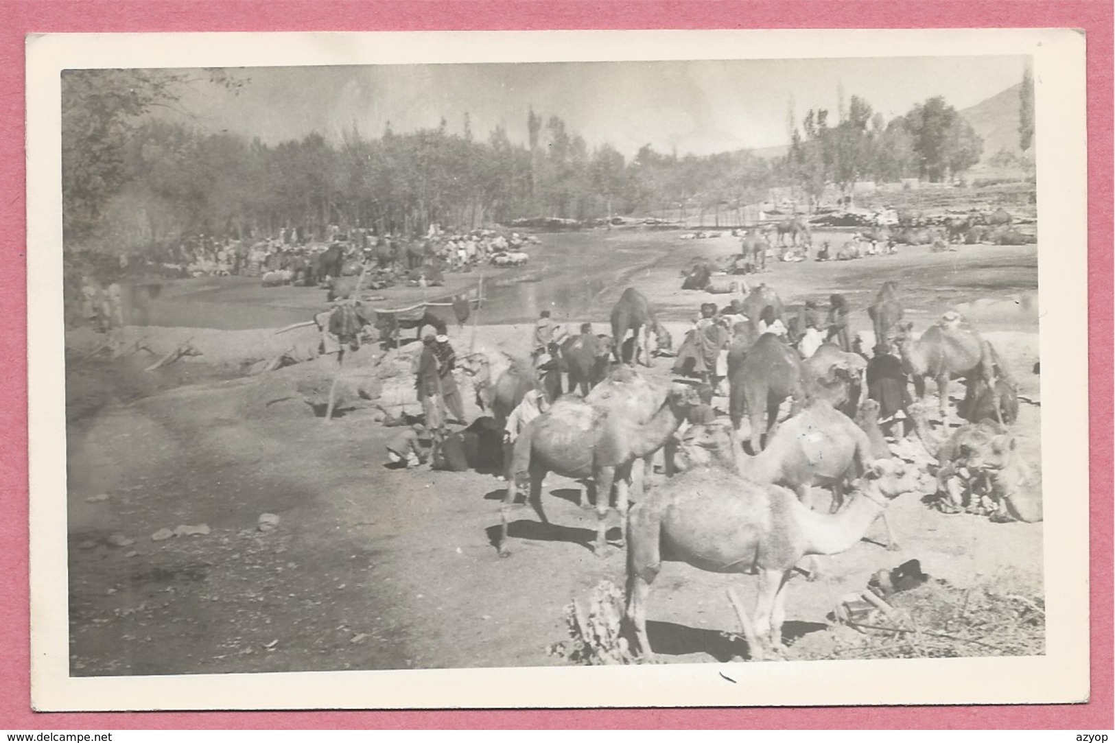 Afghanistan - Carte Photo - GHAZNI - Chameaux - Dromadaires - Chevaux - Afghanistan