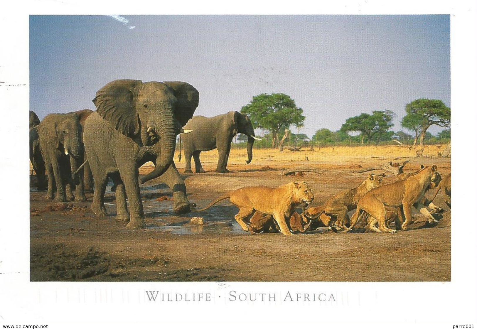 RSA South Africa 2004 Nelspruit Elephant Lion Airmail Viewcard Rate - Lettres & Documents