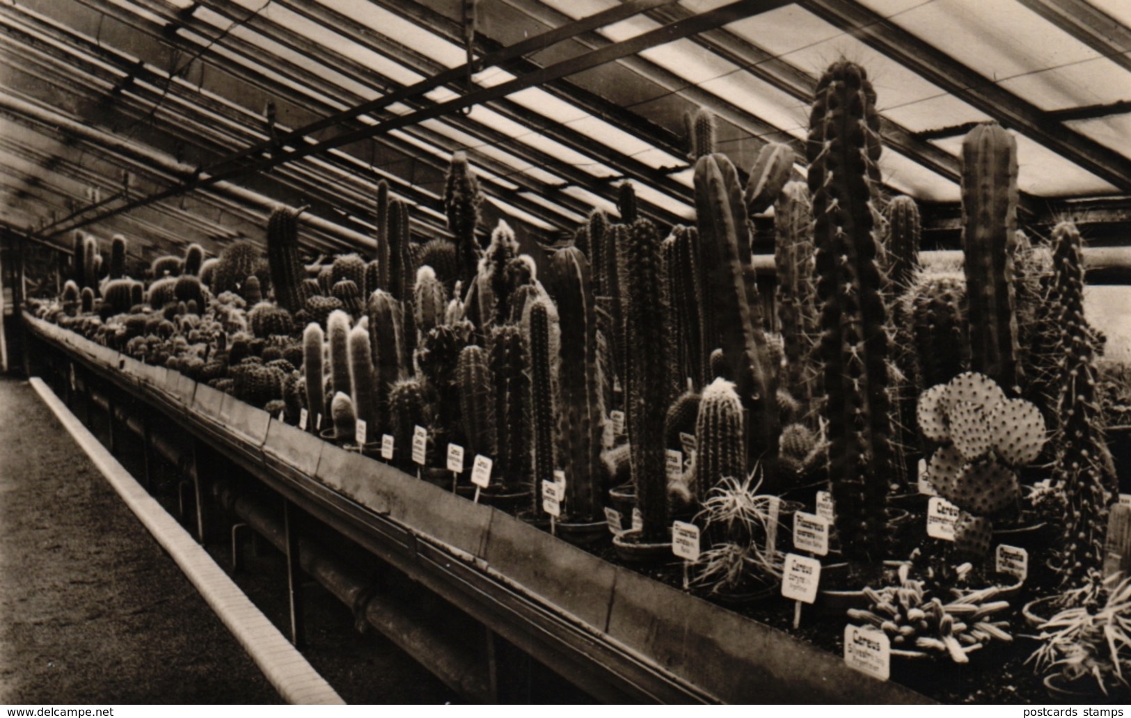 Berlin - Dahlem, Botanischer Garten, Kakteenhaus, Ca. 50er Jahre - Dahlem