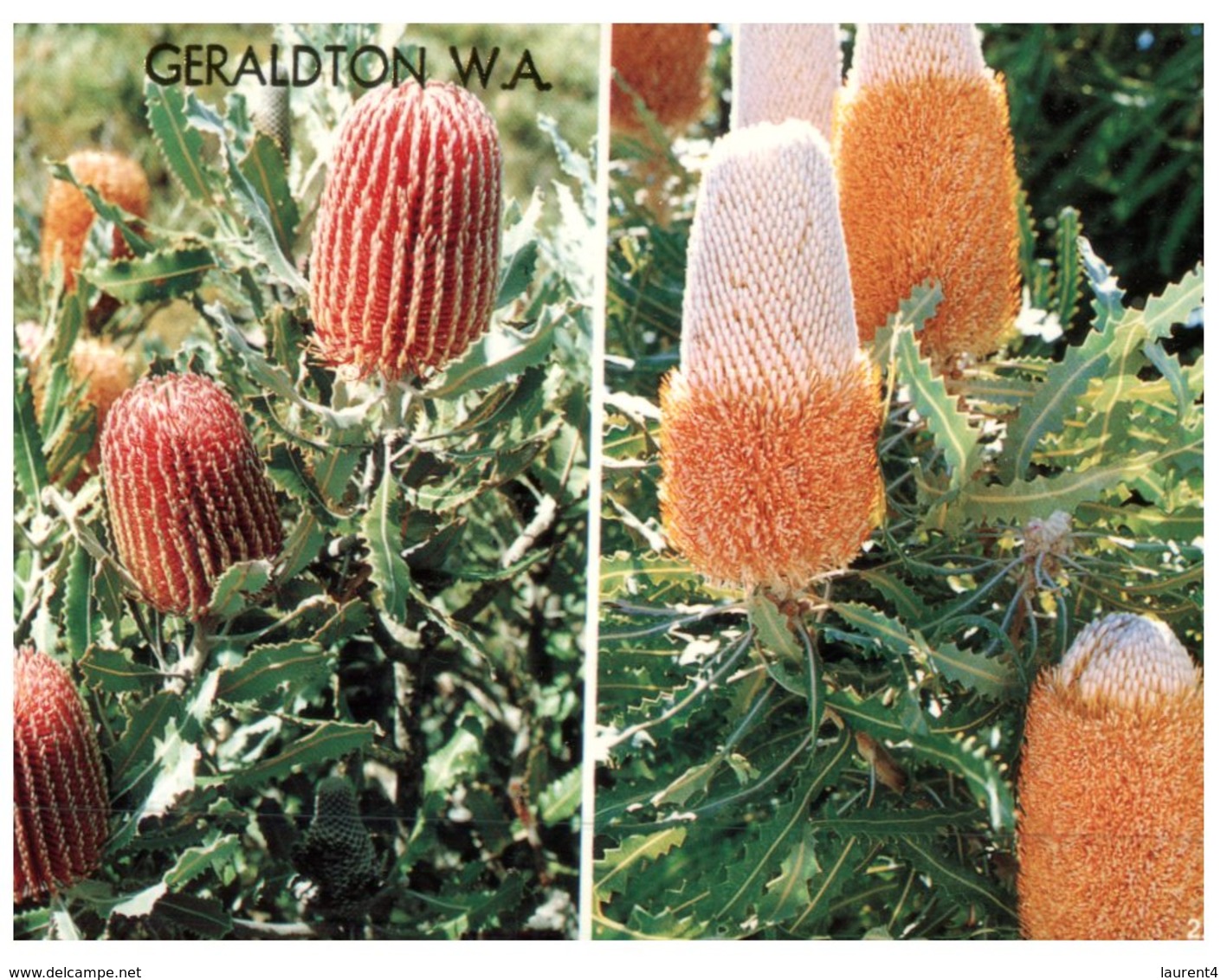 (357) Austraia - WA - Banksia Flowers - Fremantle