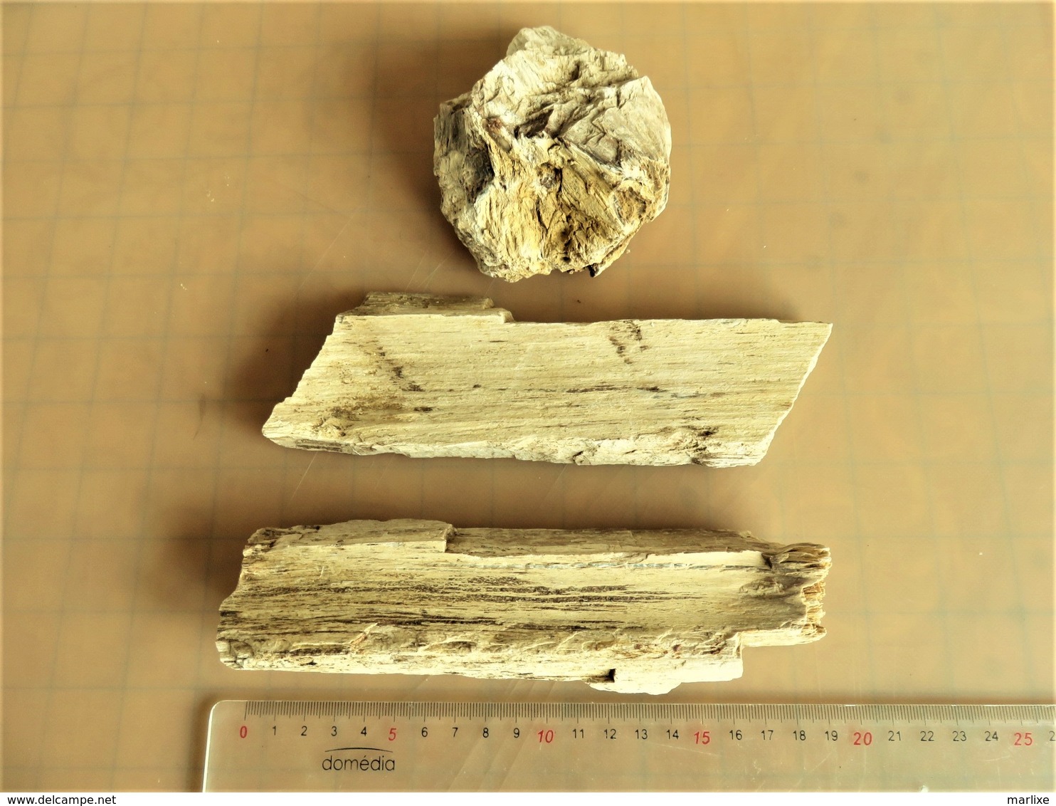 Bois Fossile Silicifié Vallée D'eure - Fossils