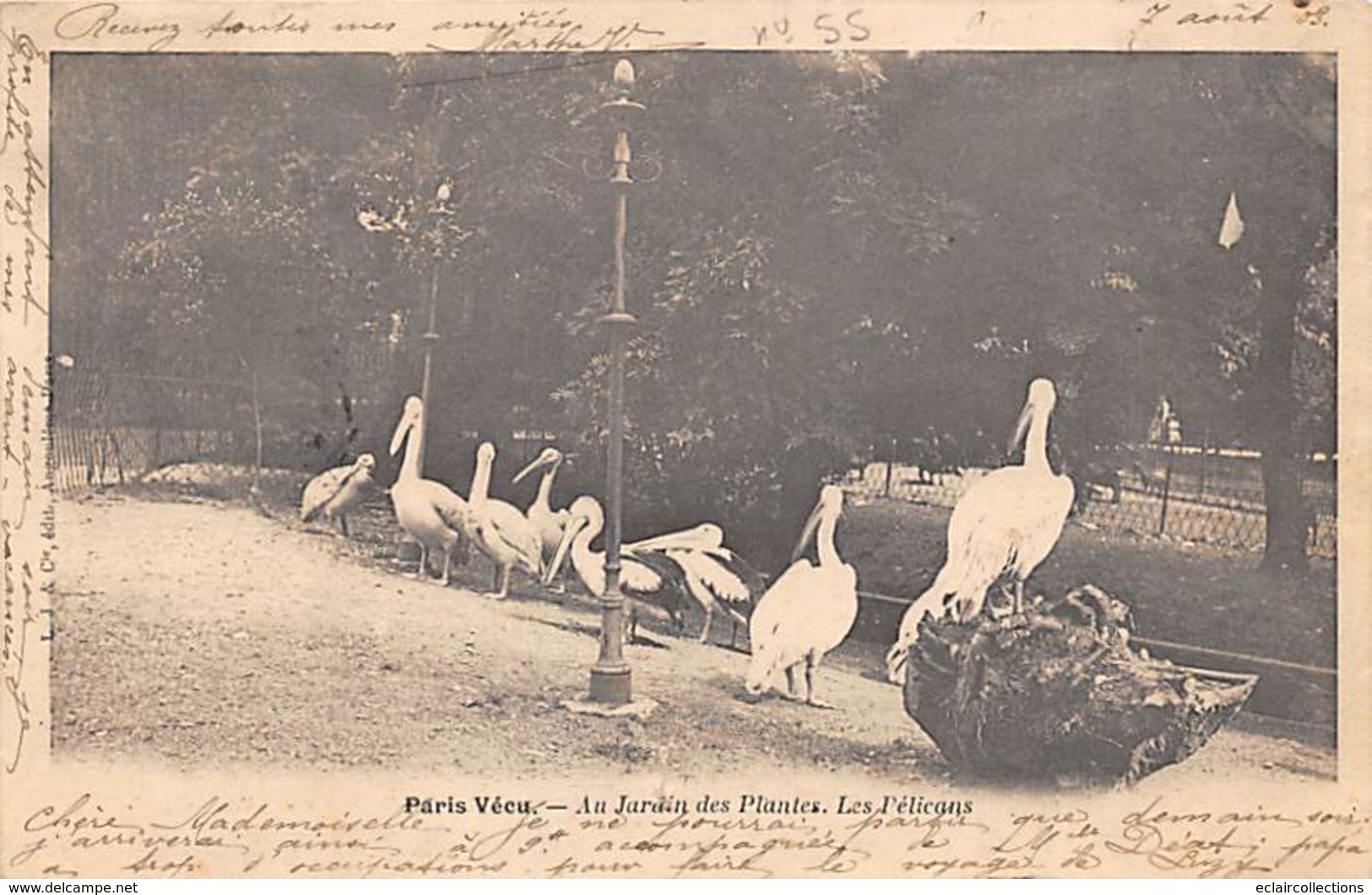 Paris  75     Paris Vécu .Au Jardin Des Plantes. Les Pélicans      (voir Scan) - Konvolute, Lots, Sammlungen