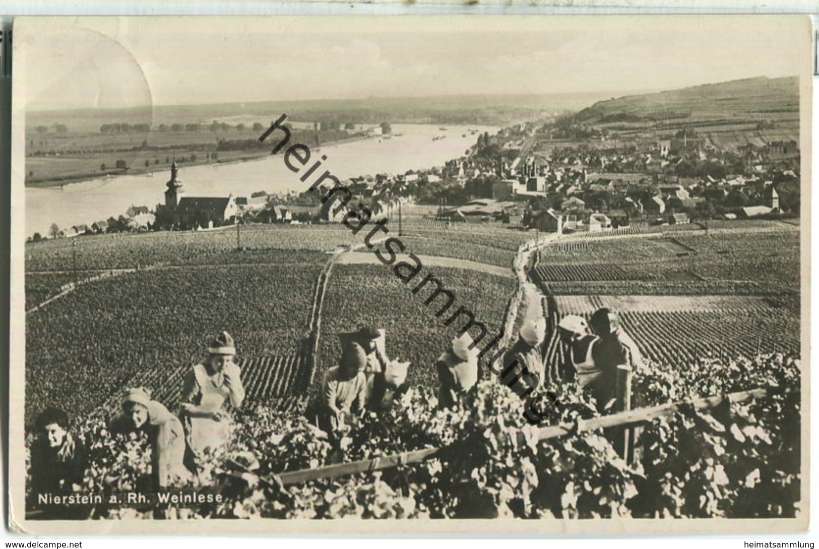 Nierstein - Weinlese - Foto-Ansichtskarte - Verlag Karl Herting Nierstein - Nierstein