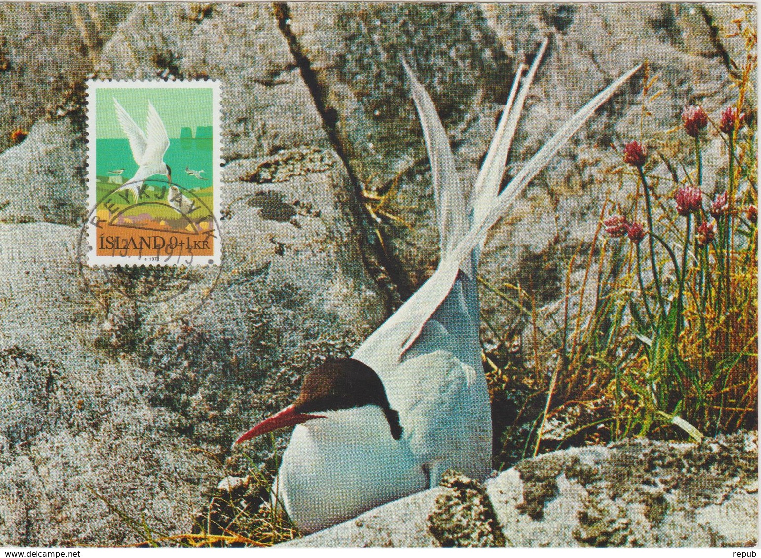 Islande Carte Maximum Oiseau 1972 Sterne 423 - Maximumkaarten