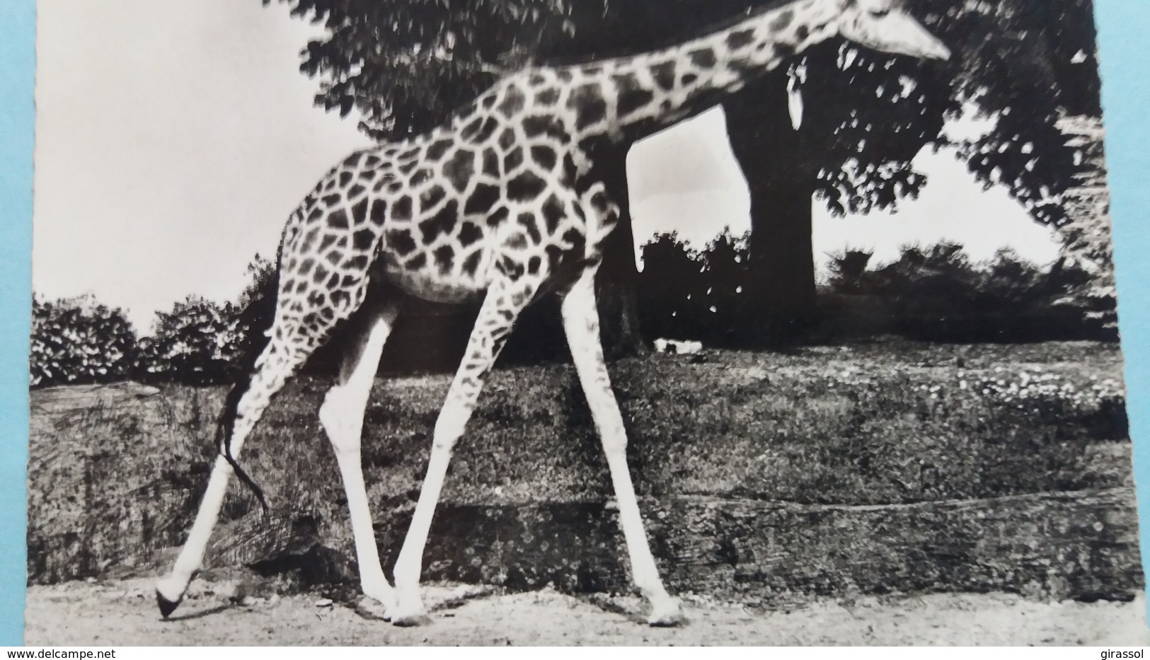 CPSM GIRAFE  AFRIQUE ?   ED LINPHOT 1958 - Girafes