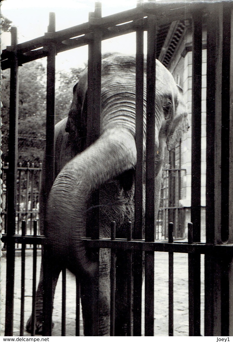 22 Photos Zoo Vintage Zoo De Vincennes Format 9/13 - Albums & Collections