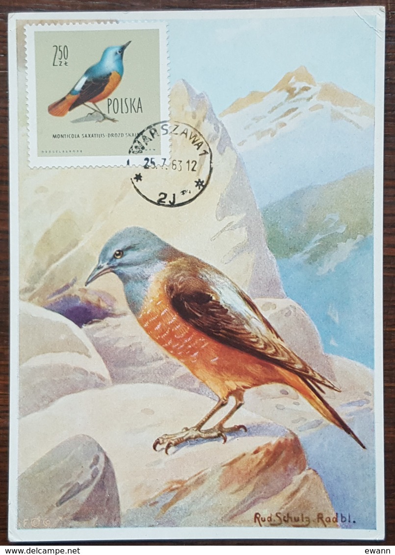 Pologne - Carte Maximum / CM 1963 - YT N°1078 - Faune / Oiseaux  / Merle - Maximum Cards