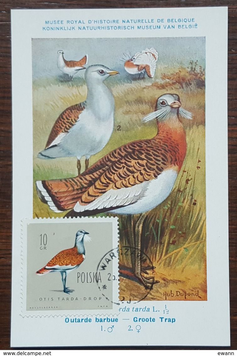 Pologne - Carte Maximum / CM 1963 - YT N°1070 - Faune / Oiseaux  / Outarde Barbue - Maximum Cards