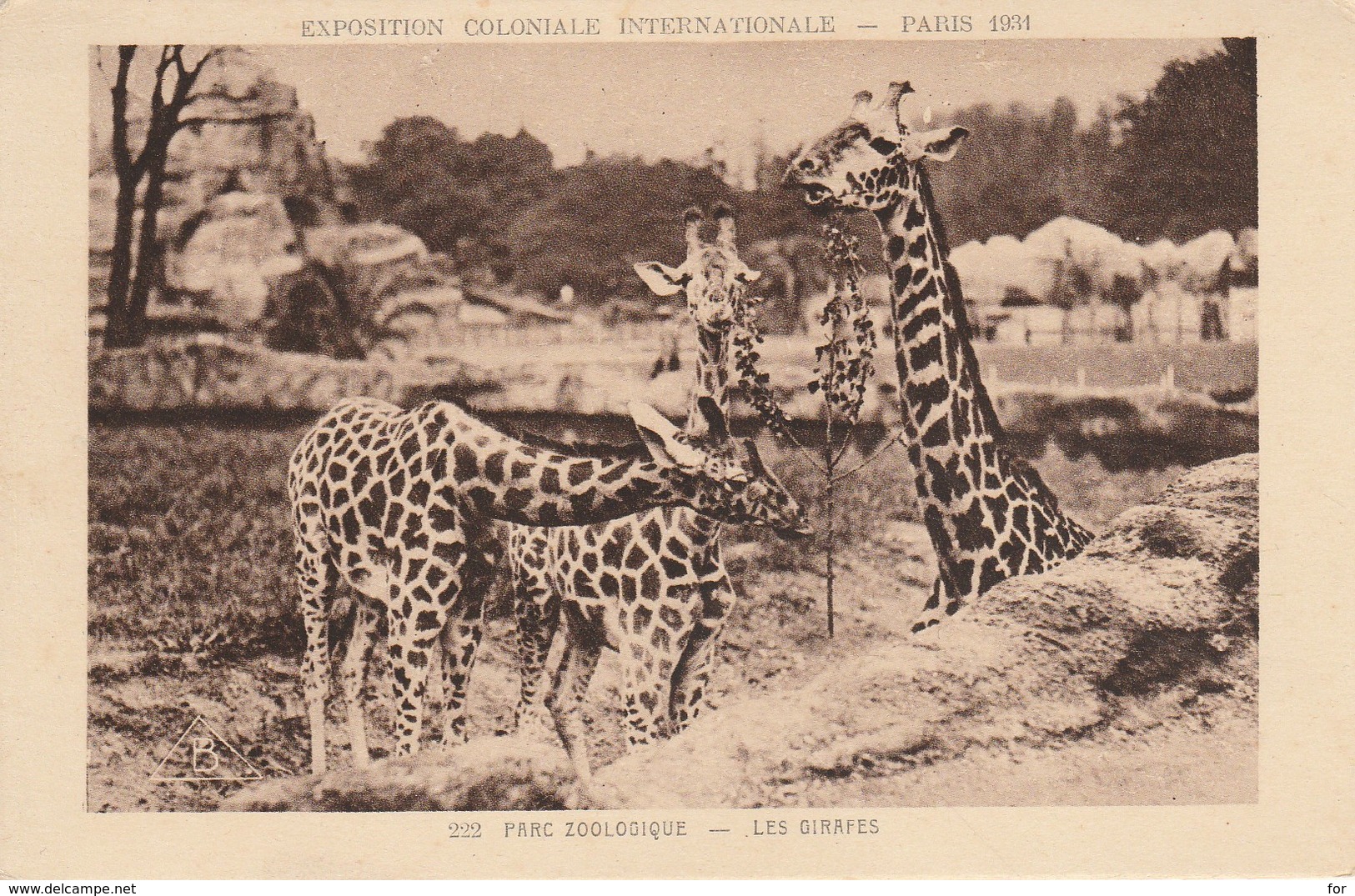 Girafes : Les GIRAFES :  Parc Zoologique ( Paris 1931 : Exposition Coloniale Internationale ) - Giraffes