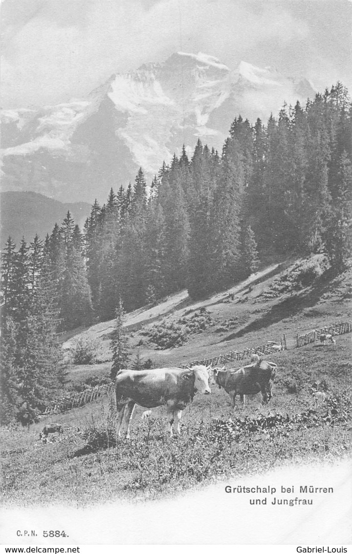 Grütschalp Bei Mürren Und Jungfrau - Kühe - Vaches - Non Circulé - Mürren