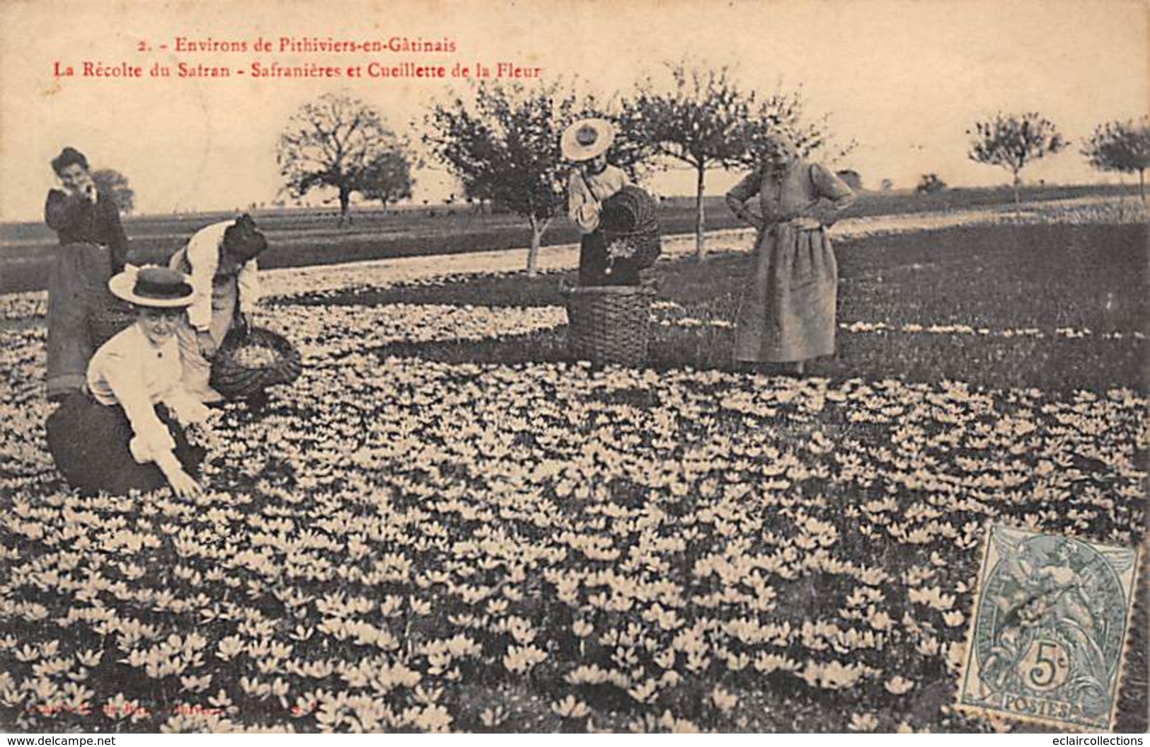 Pithiviers En Gâtinais    45     Récolte Du Safran   Safranières Et Cueillette De La Fleur    (voir Scan) - Pithiviers