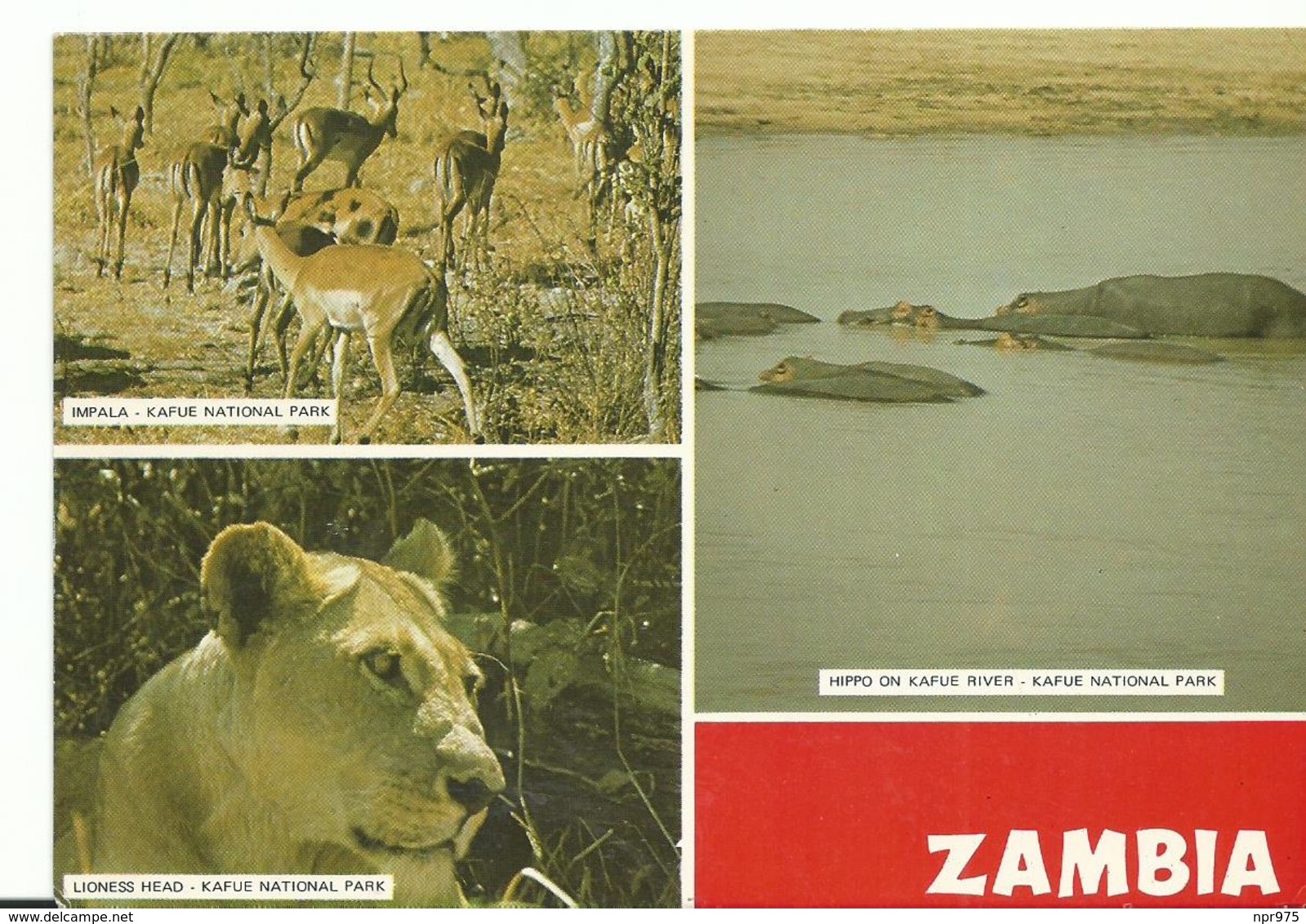 Afrique  Zambia Lioness Head    Impala  Hippo On Kafu  River - Zambie