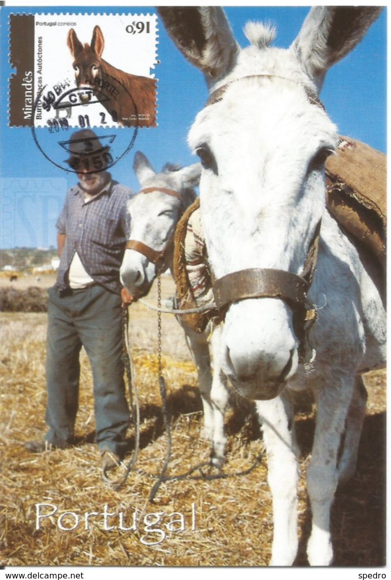 Postal Máximo Portugal 2019 Raças Autóctones Burro Mirandês Maximum Maxicard Esel Animal Asino Donkey Fauna Mammifères - Esel