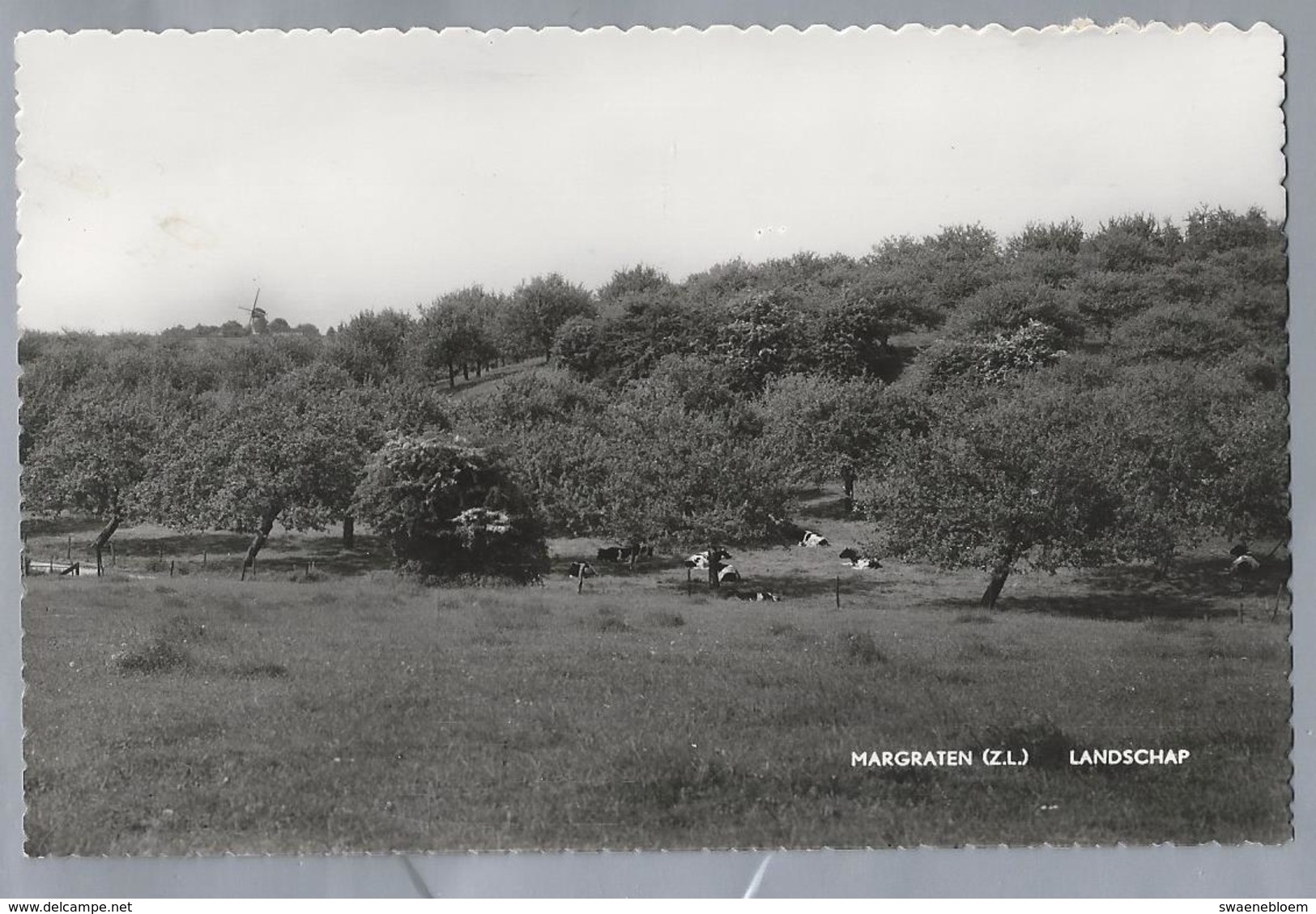 NL.- MARGRATEN. Landschap. Koeien. - Margraten