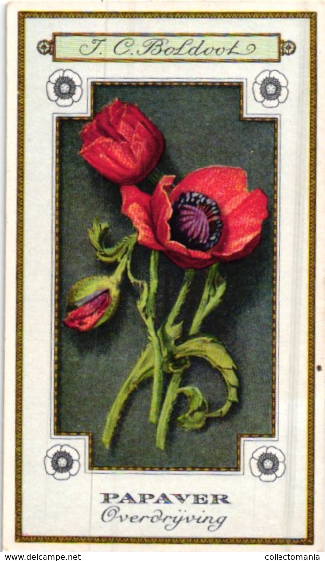 60 chromo lithos zie fotos, 4711 , gedrukt  cirka 1916 verzameling, NEderland - parfum Boldoot - 6,2 cm X 11 cm