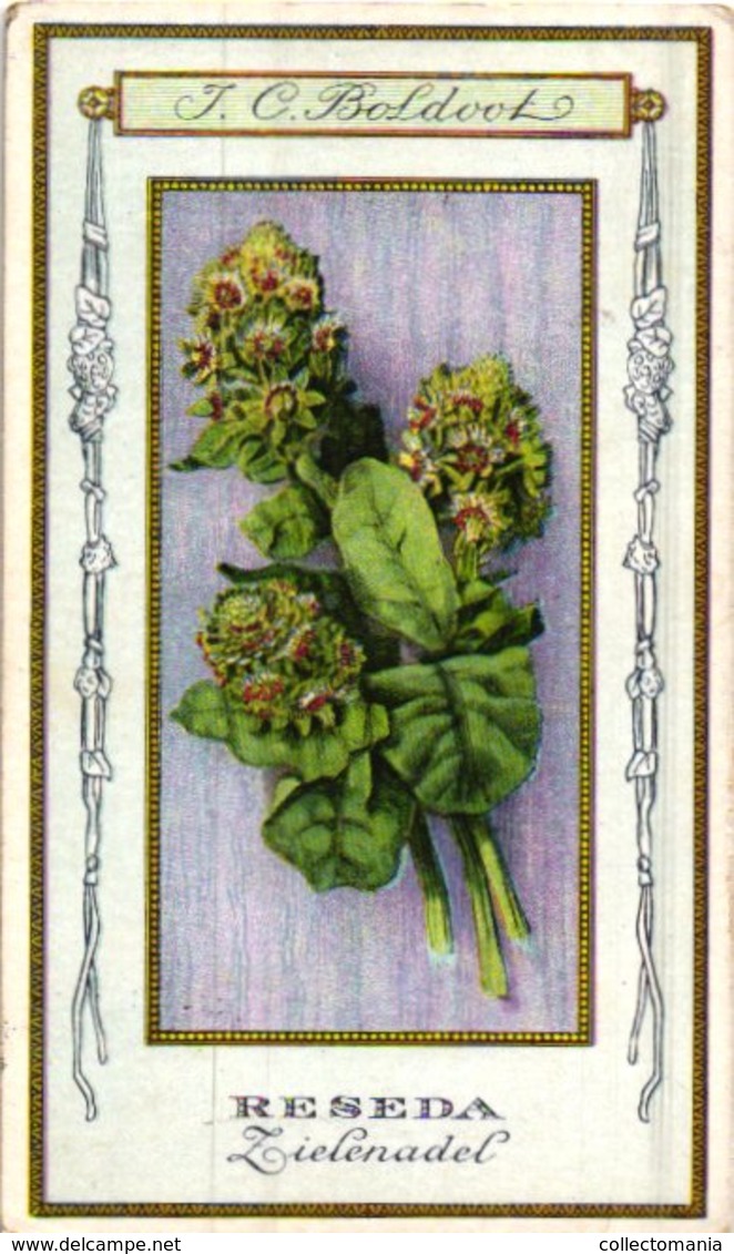 60 chromo lithos zie fotos, 4711 , gedrukt  cirka 1916 verzameling, NEderland - parfum Boldoot - 6,2 cm X 11 cm