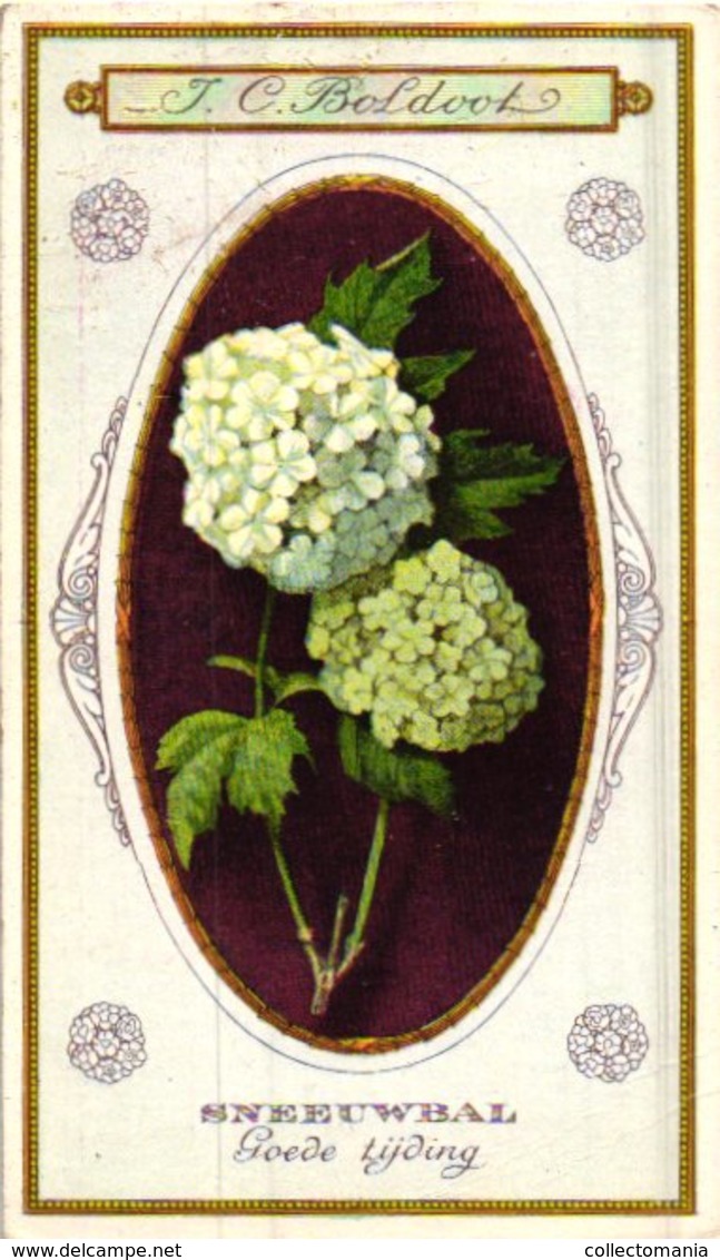 60 chromo lithos zie fotos, 4711 , gedrukt  cirka 1916 verzameling, NEderland - parfum Boldoot - 6,2 cm X 11 cm