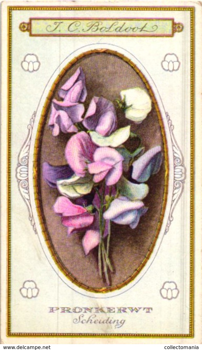 60 chromo lithos zie fotos, 4711 , gedrukt  cirka 1916 verzameling, NEderland - parfum Boldoot - 6,2 cm X 11 cm