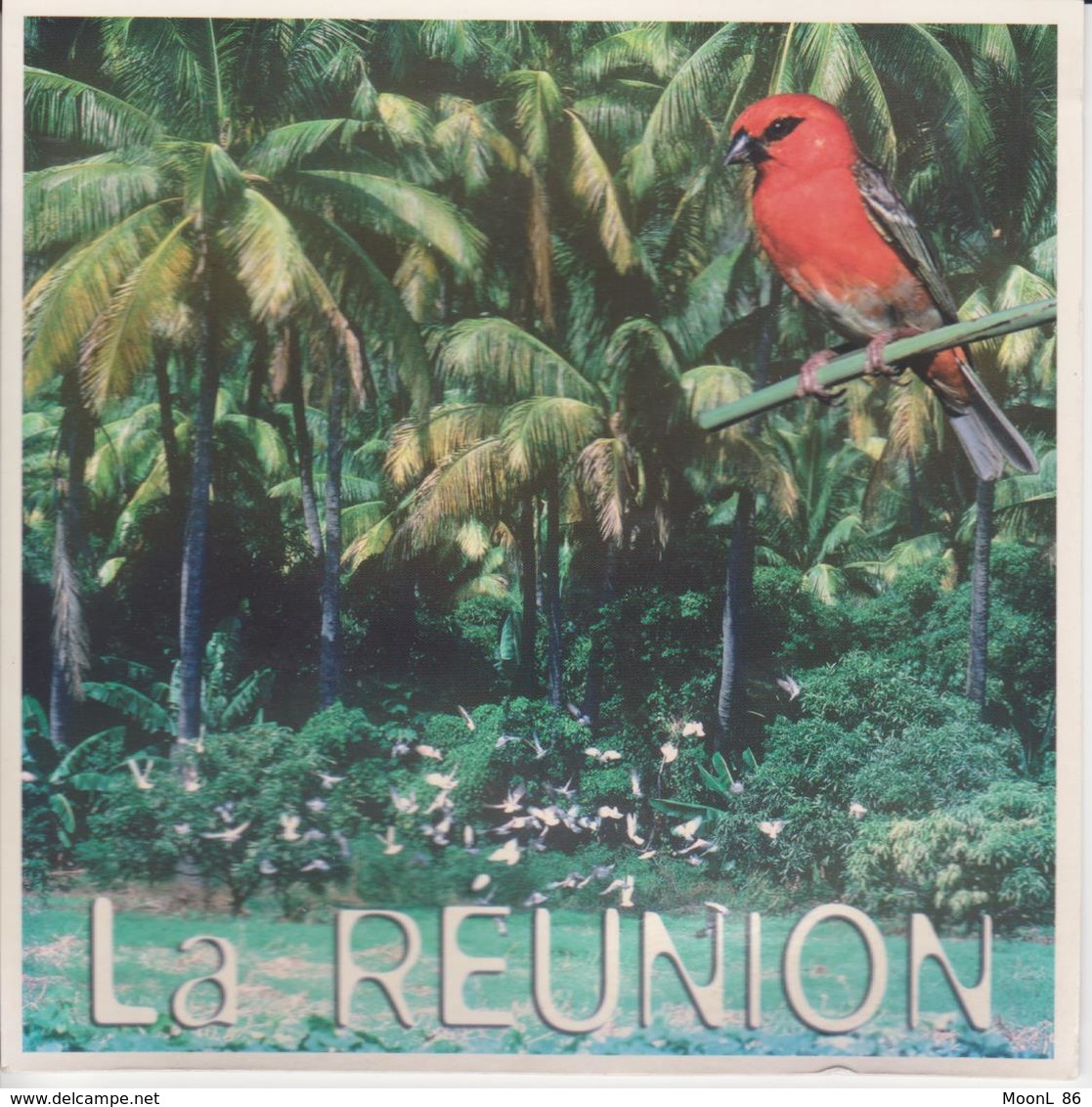 974 - ILE DE LA REUNION - L'OCEAN INDIEN - L'OISEAU LE CARDINAL DANS LA REGION DE SAINT PAUL - Saint Paul