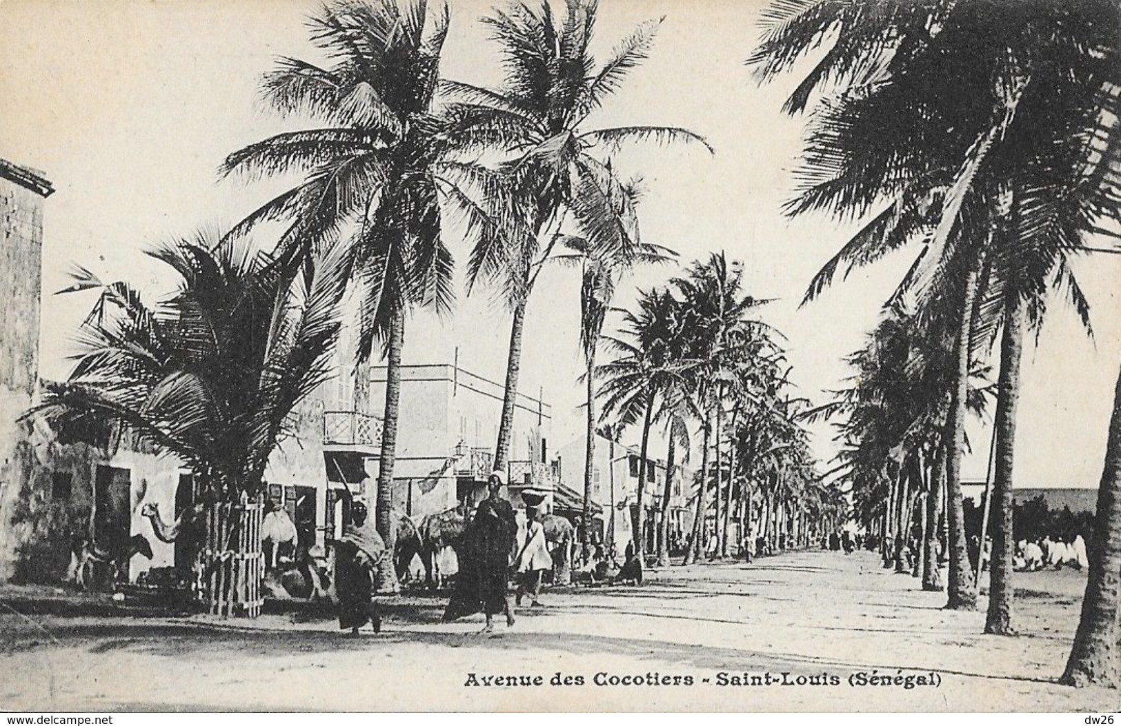 St Saint-Louis (Sénégal) - Avenue Des Cocotiers - Carte Dos Simple Non Circulée - Senegal