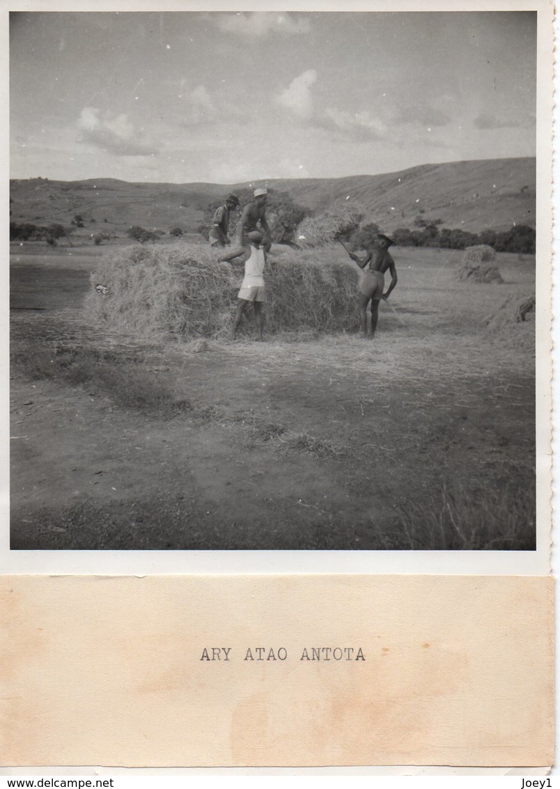 1 LOT De 8 Photos, Moisson à Madagascar Années 50,format 12/17 - Afrika