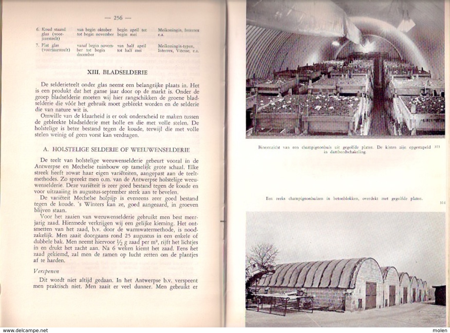 GROENTETEELT ONDER GLAS 307pp ©1962 BOERENBOND tuinbouw landbouw teelt boer landbouwer tuin tuinder agricultuur Z773