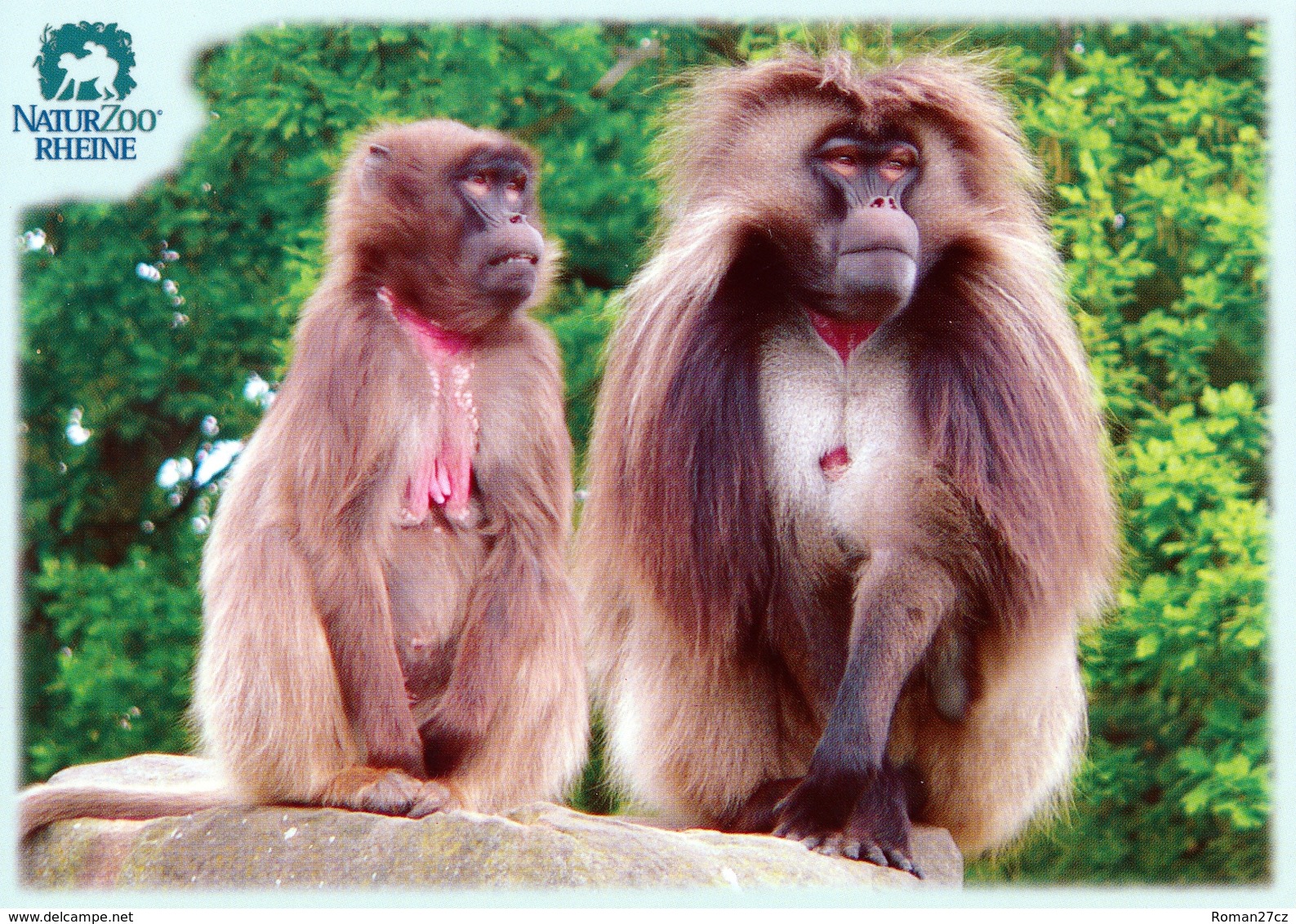 NaturZoo Rheine, Germany - Gelada - Rheine