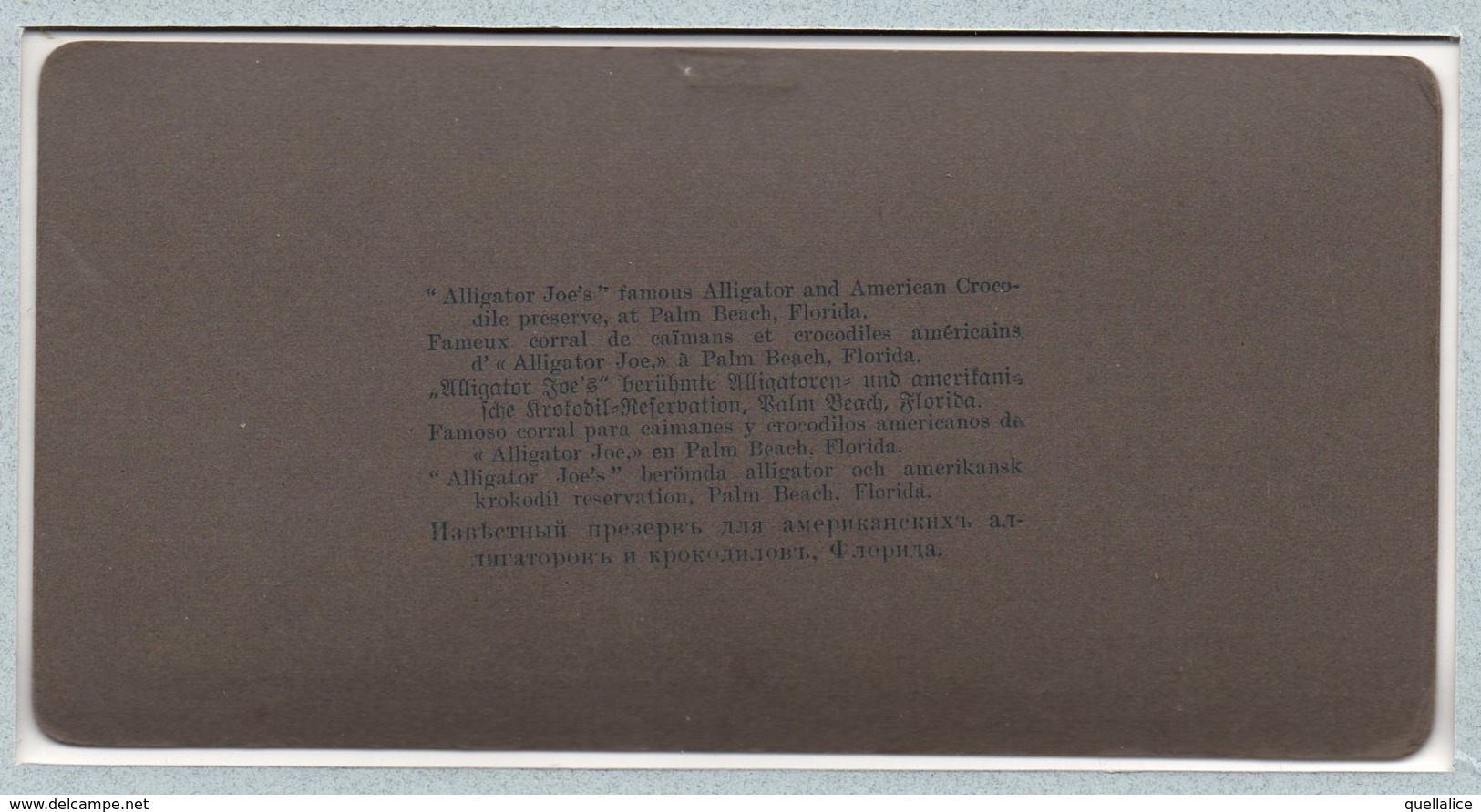 01138 "ALLIGATOR JOE'SS'' FAMOUS ALLIGATOR AND AMERICAN CROCODILLE PRESERVE AT PALM BEACH" ANIMATA.  FOTO STEREO ORIG. - Palm Beach