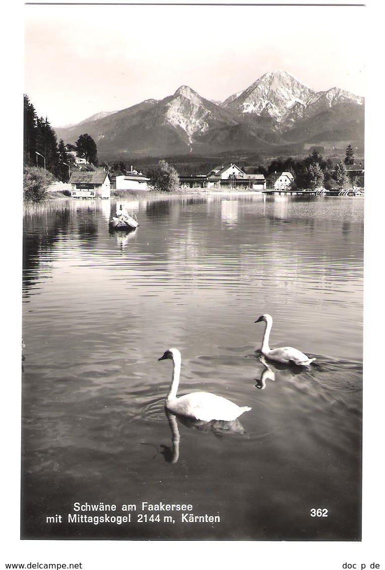 Österreich - Schwäne Am Faakersee Mit Mittagskogel - Kärnten - Faakersee-Orte