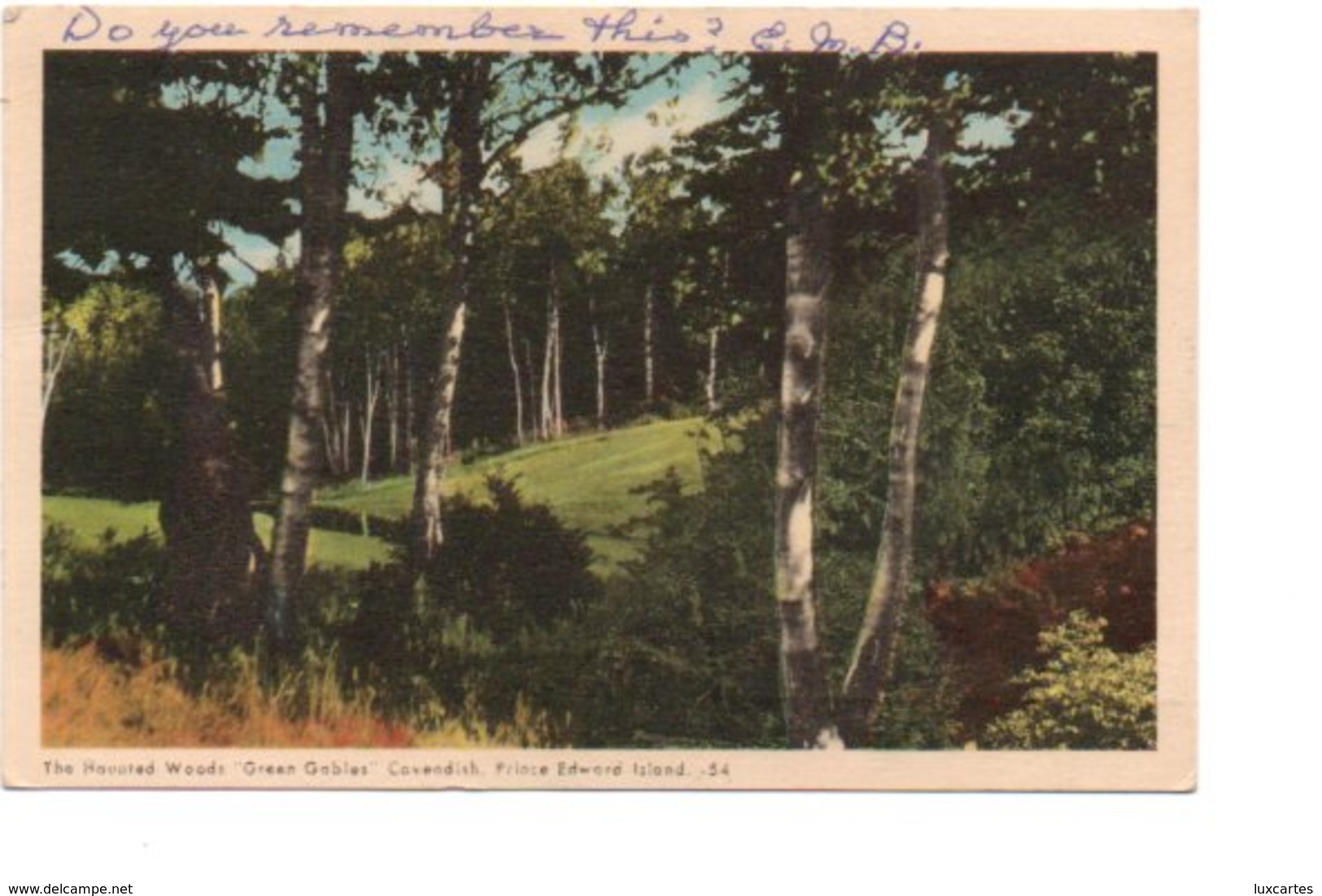 THE HAUNTED WOODS GREEN GABLES CAVENDISH . PRINCE EDWARD ISLAND. 54. - Other & Unclassified