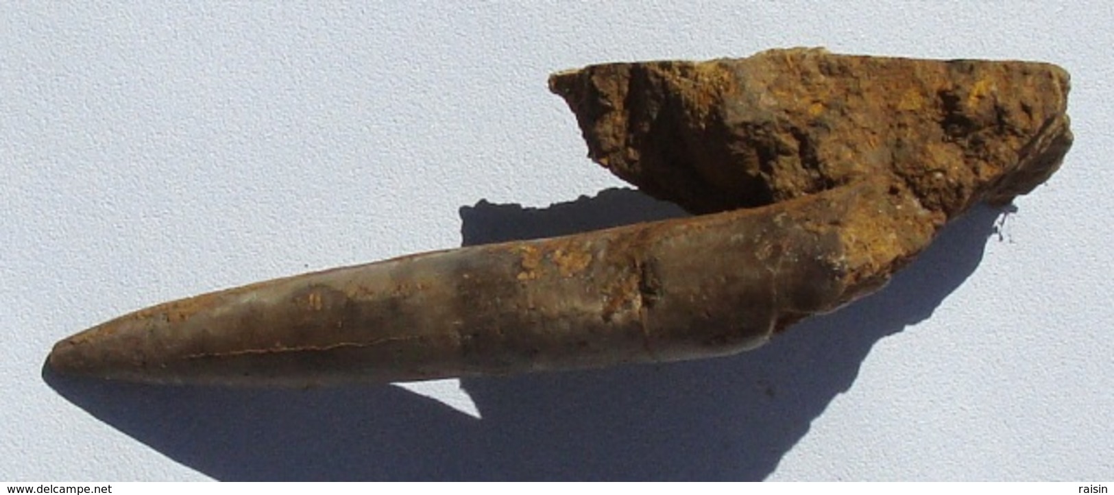 Rostre De Belemnite (Moselle) - Fossilien