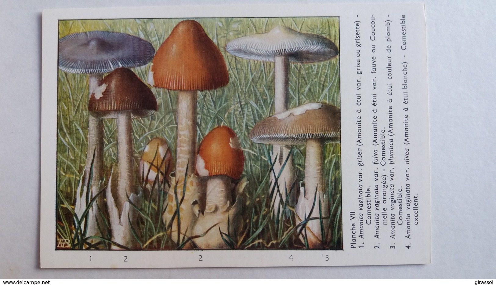 CHAMPIGNON CHAMPIGNONS PLANCHE VII AMANITE A ETUI 4 MODELES   PUB TYZINE - Paddestoelen