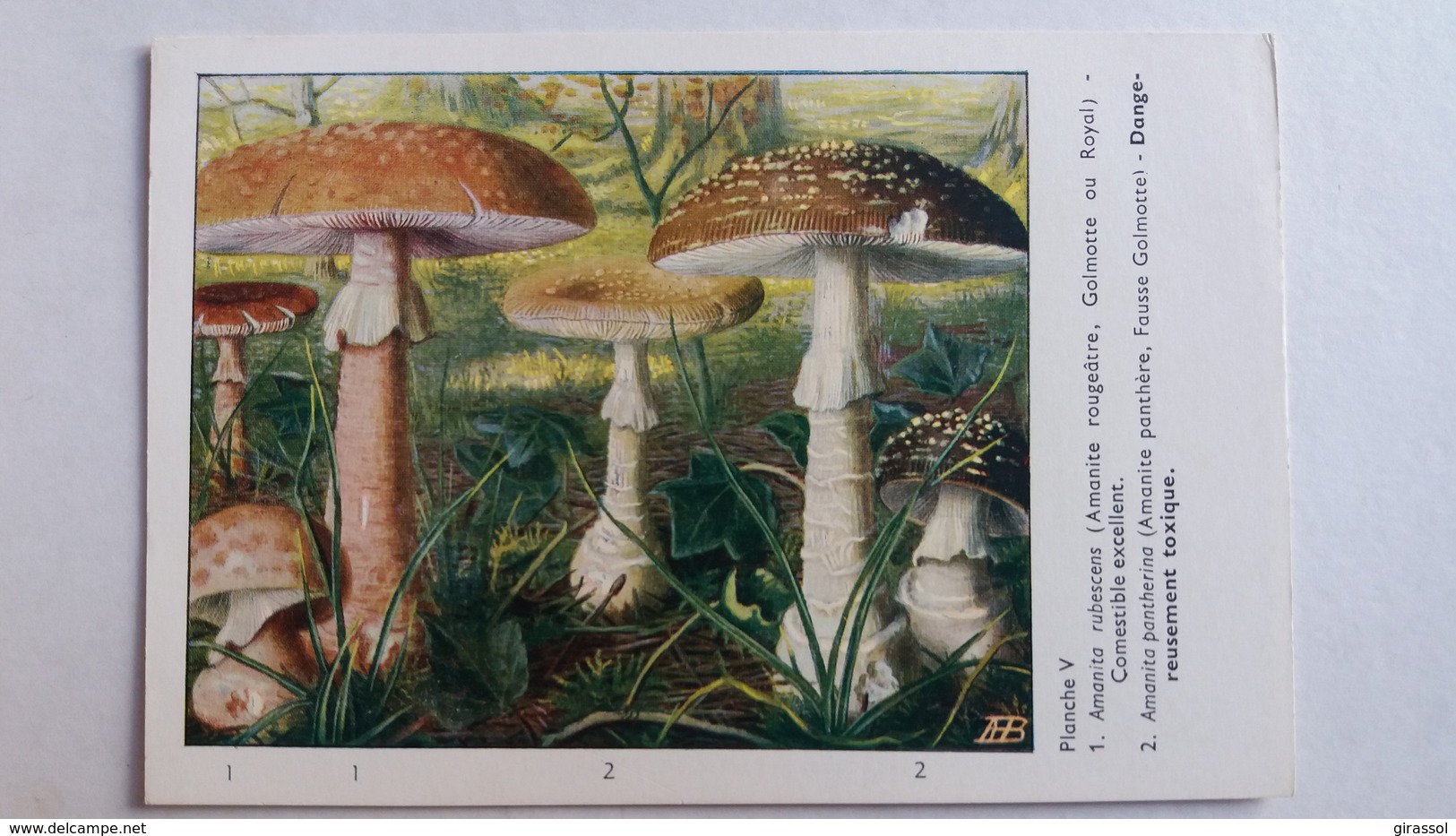 CHAMPIGNON CHAMPIGNONS PLANCHE V AMANITE ROUGEATRE PANTHERE    PUB TYZINE - Paddestoelen