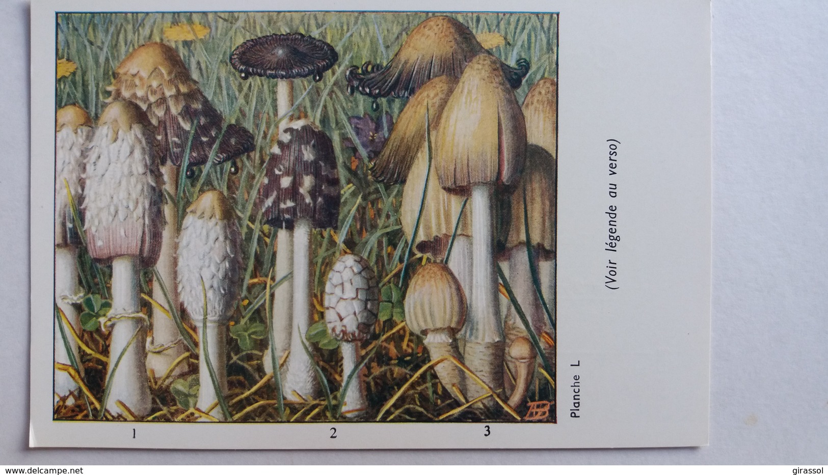 CHAMPIGNON CHAMPIGNONS PLANCHE L COPRIN CHEVELU PIE NOIR D ENCRE PUB TYZINE - Paddestoelen