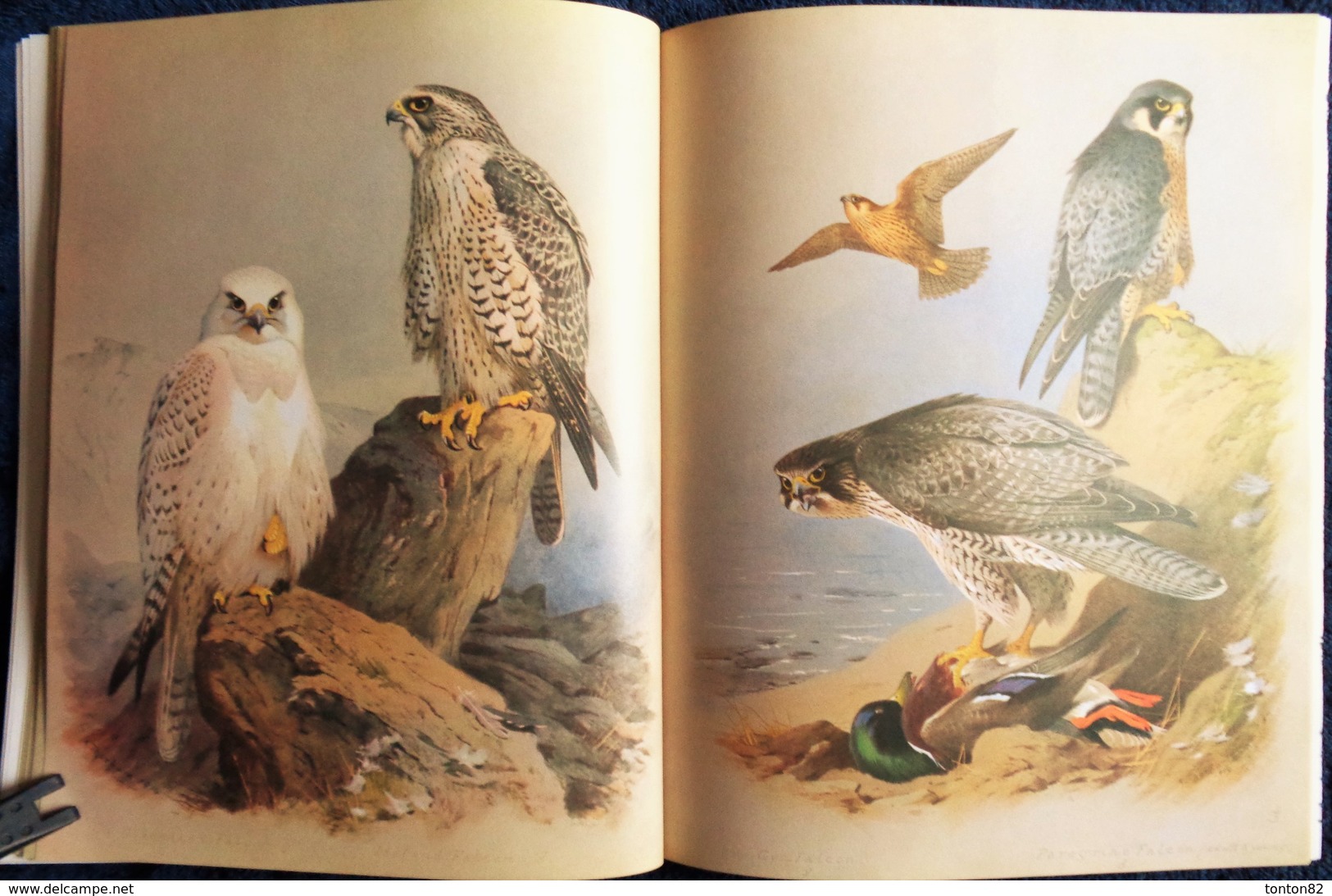 Archibald Thorburn's - BIRDS - The Complete Illustrated - Wordsworth Editions - ( 1997 ) .