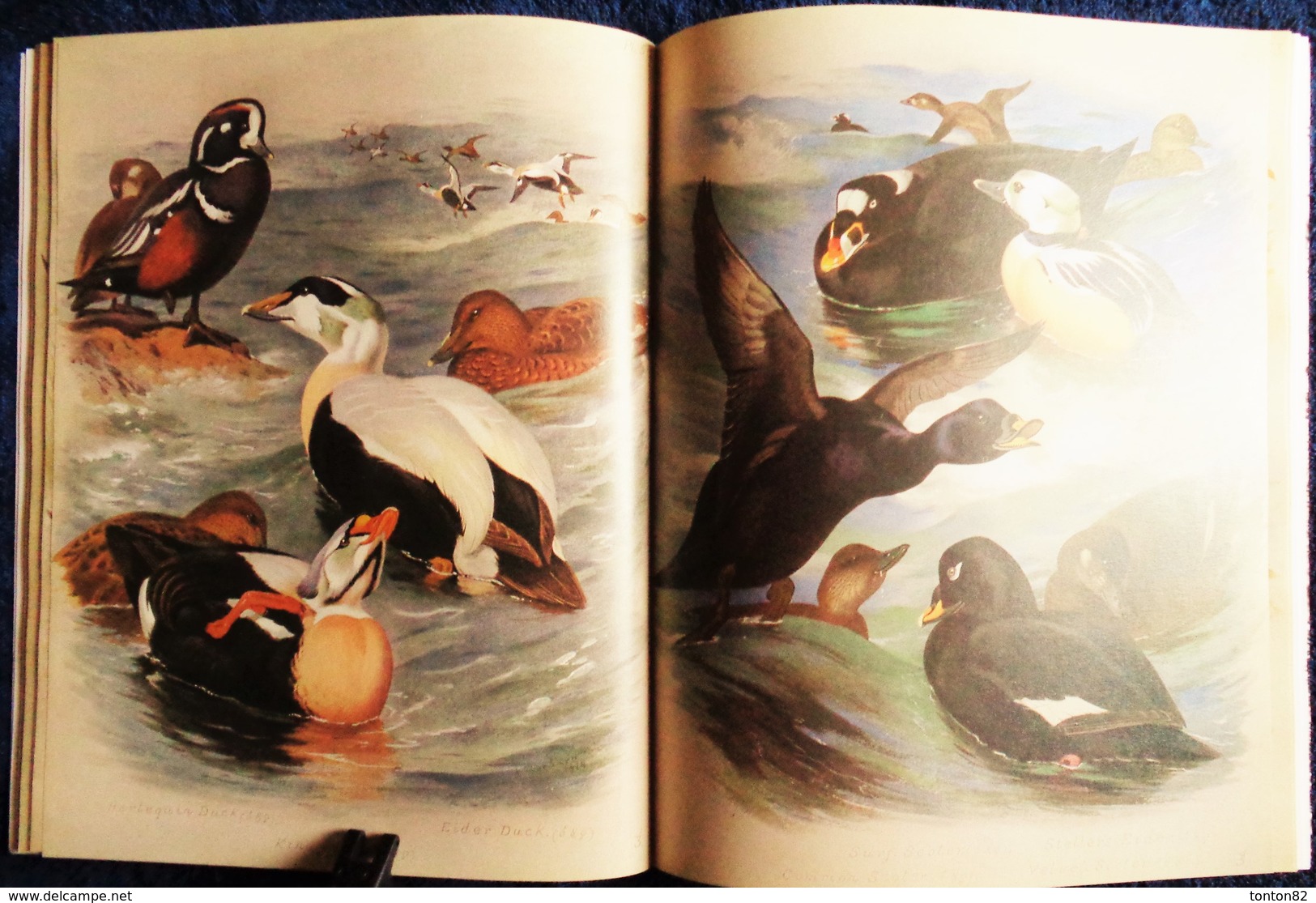 Archibald Thorburn's - BIRDS - The Complete Illustrated - Wordsworth Editions - ( 1997 ) .