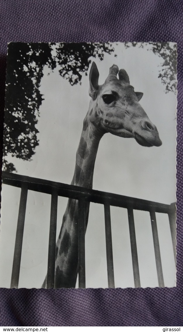 CPSM GIRAFE PUB GENOLINE 1956 - Girafes