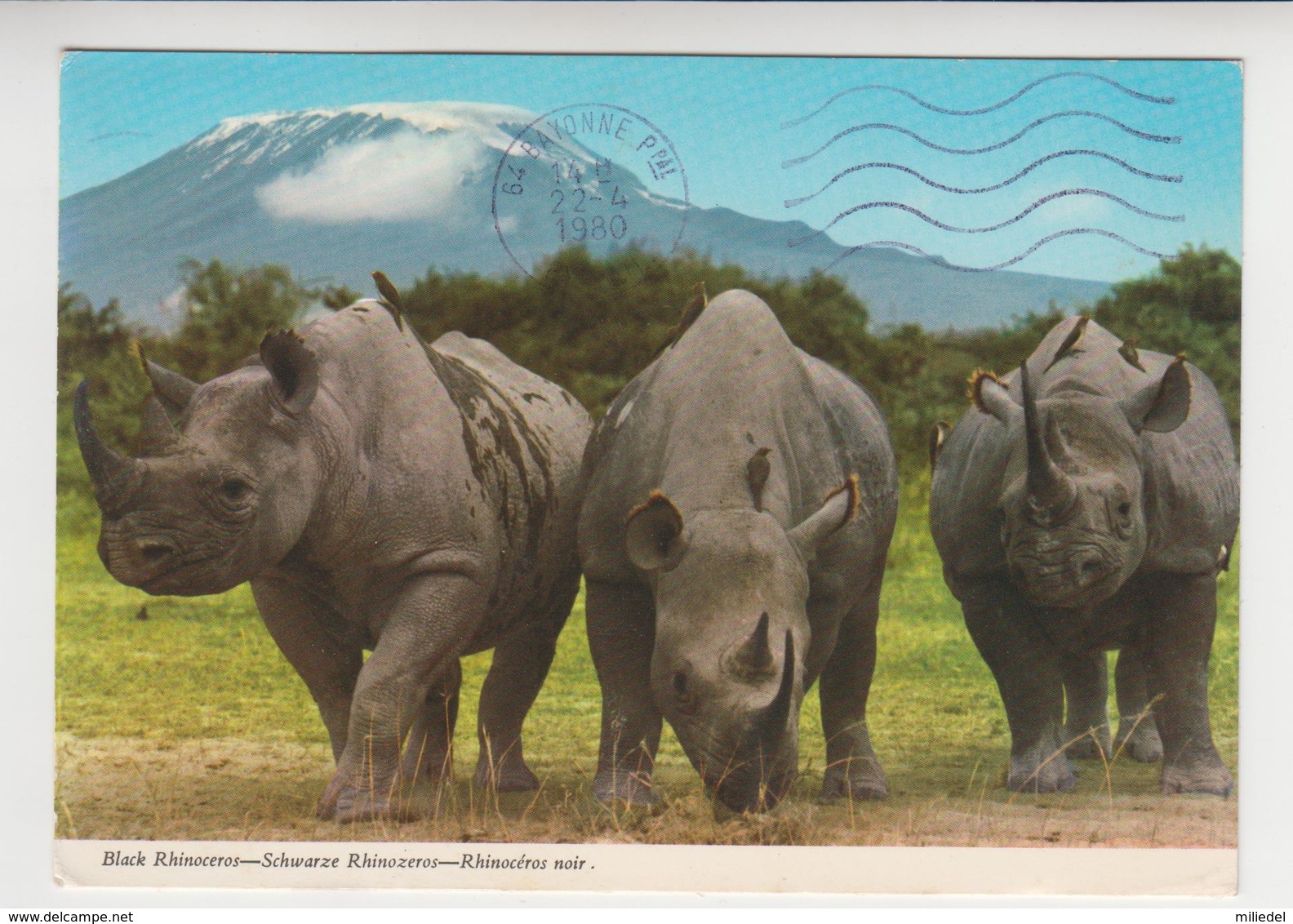 CC 046 /  RWANDA   /  Rhinocéros Noir / Black  RHINOCEROS : Das Schwarze Rhinozeros  ( Nice Stamp ) - Ruanda