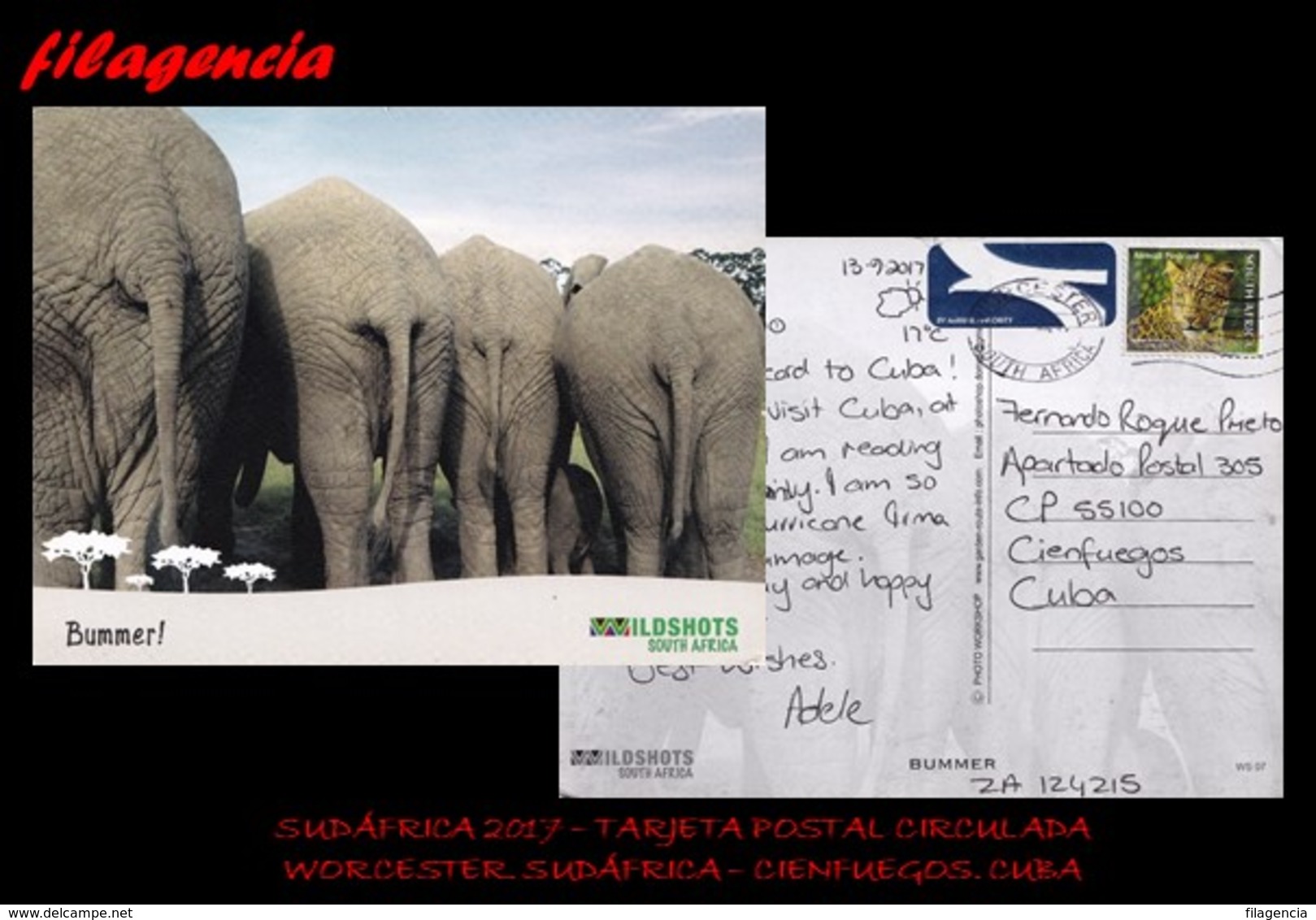 AFRICA. ÁFRICA DEL SUR. ENTEROS POSTALES. TARJETA POSTAL CIRCULADA 2017. WORCESTER. ÁFRICA DEL SUR-CIENFUEGOS. CUBA - Covers & Documents