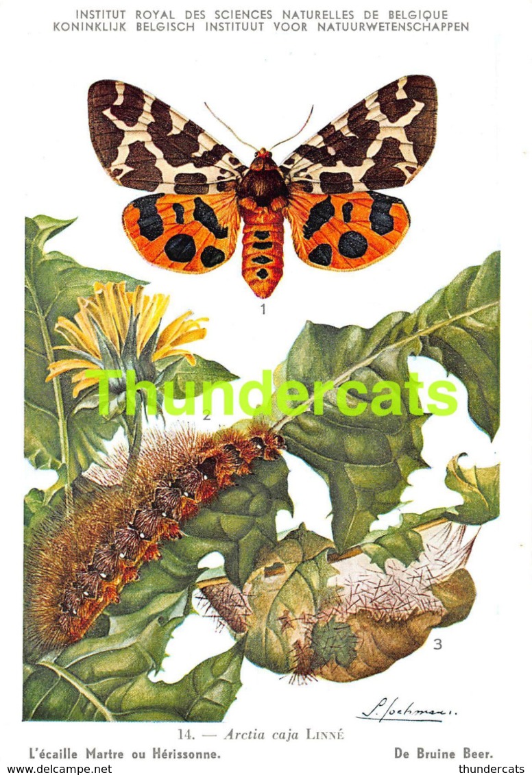 SERIE COMPLET DE 9 CPA ILLUSTRATEUR JOCHMANS SERIE 2 INSECTES DE BELGIQUE INSECTEN VAN BELGIE INSECTS BUTTERFLY PAPILLON