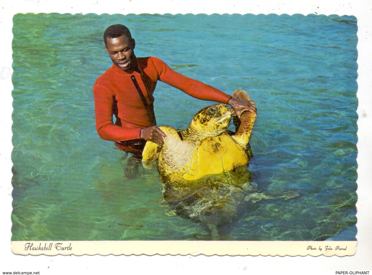 SCHILDKRÖTE / Turtle / Tortue / Zeeschildpad, Hawksbill Turtle, Bahamas 1979 - Tortues