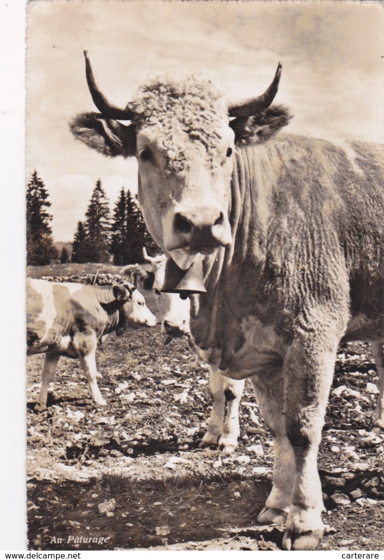 SUISSE,SWITZERLAND,SVIZZERA,SCHWEIZ,HELVETIA,SWISS,VACHE A LAIT,CLOCHE,CARTE PHOTO A DERIAZ DE BAULMES,RARE - Riaz