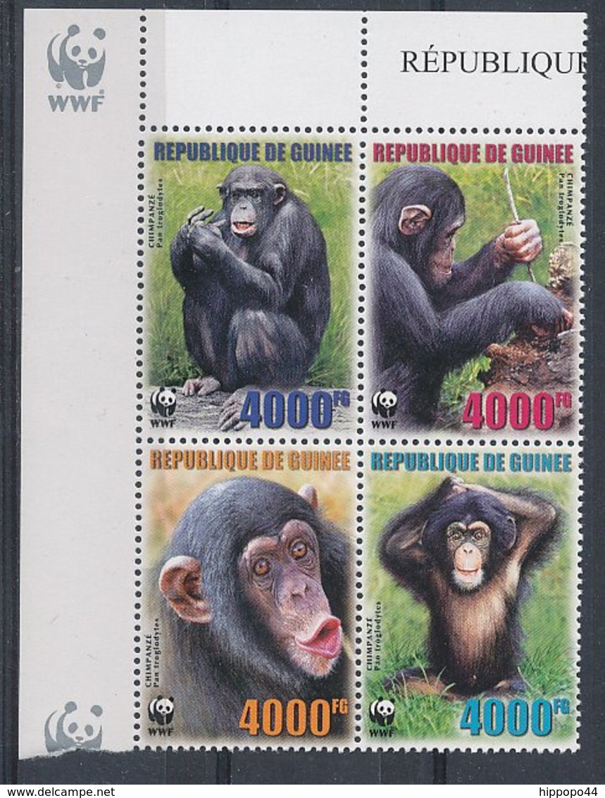 Guinée, Guinea - Chimpanzés, WWF. - Chimpanzees