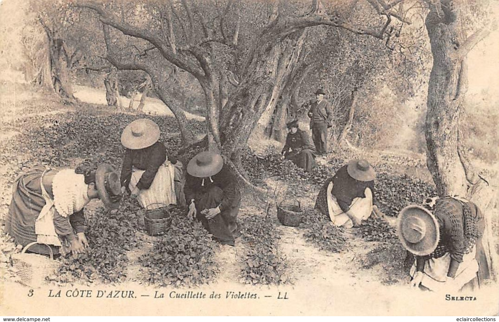 Thème  Métiers .    Agriculture .. Côte D'Azur    Cueillette Des Violettes     Lot De 2 Cartes (voir Scan) - Cultivation