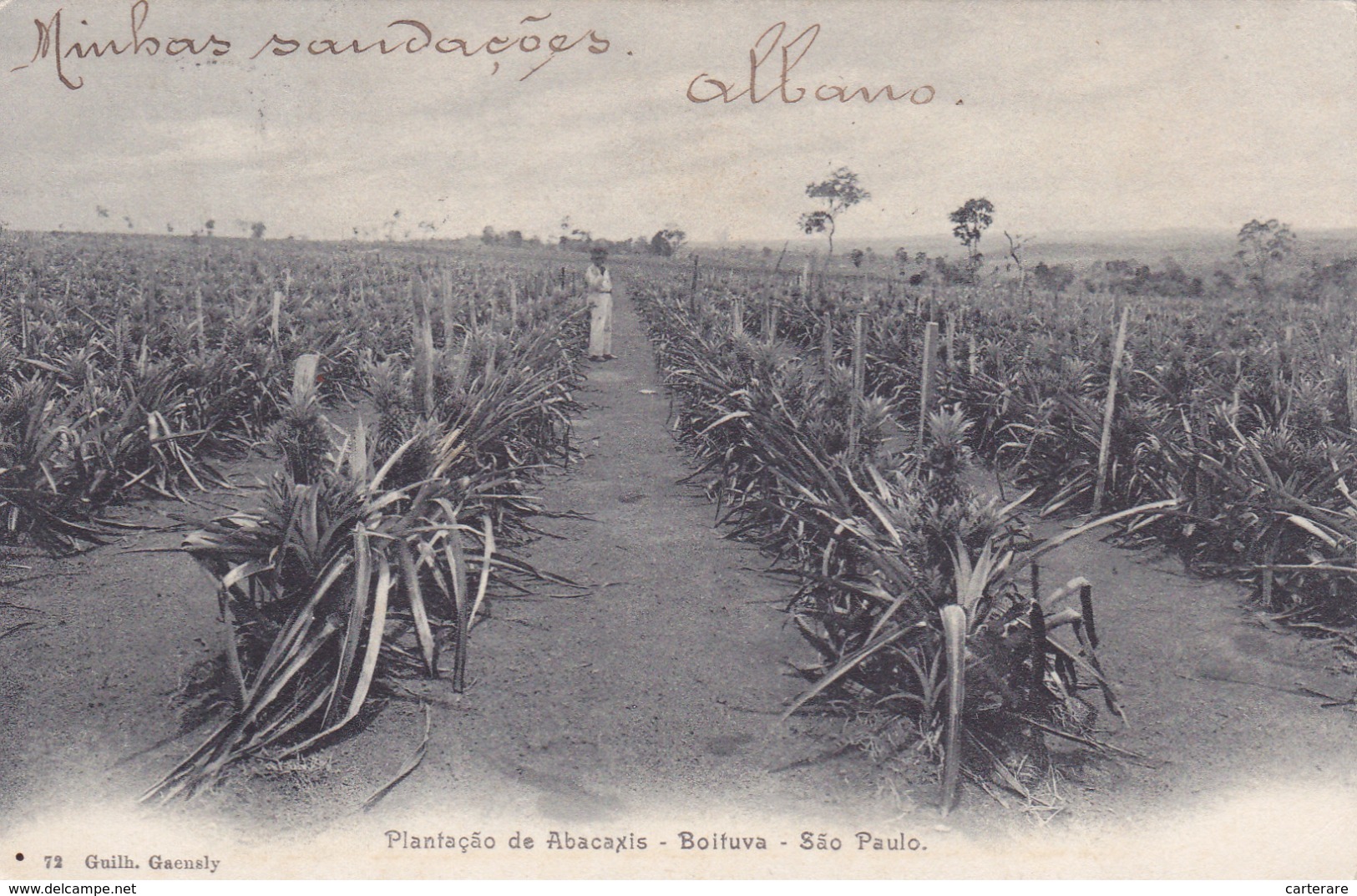 Brésil,brasil,SAO PAULO,1904,PLANTATION,ABACAXIS,RARE - São Paulo