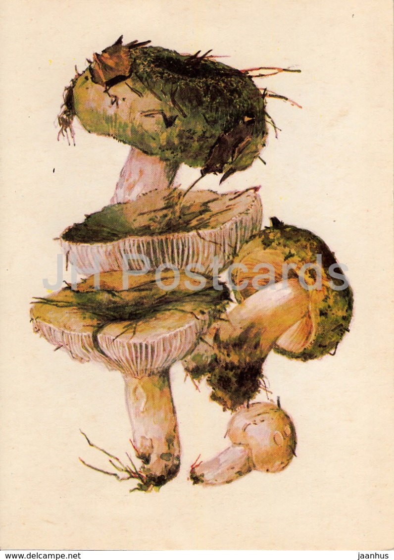 Green Russula - Russula Virescens - Illustration By A. Shipilenko - Mushrooms - 1976 - Russia USSR - Unused - Paddestoelen